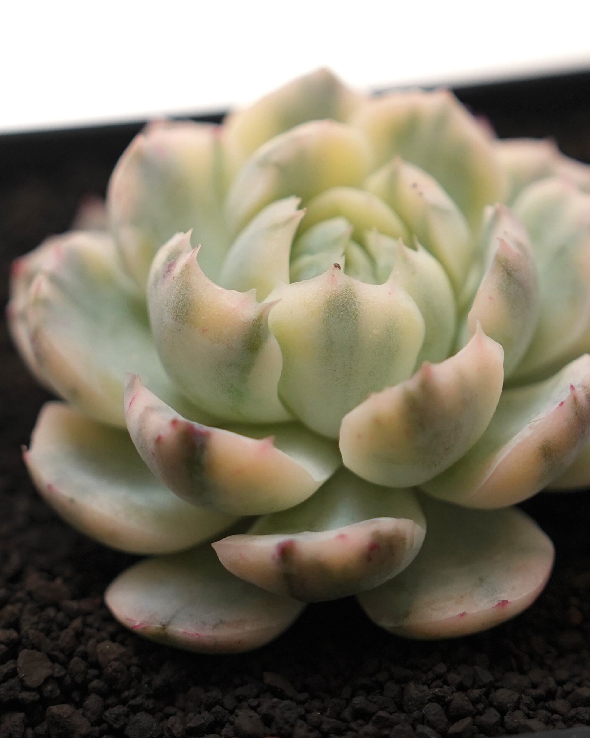 カット苗 ベリー錦 Echeveria 'Twin Berry Variegated' | PUKUBOOK