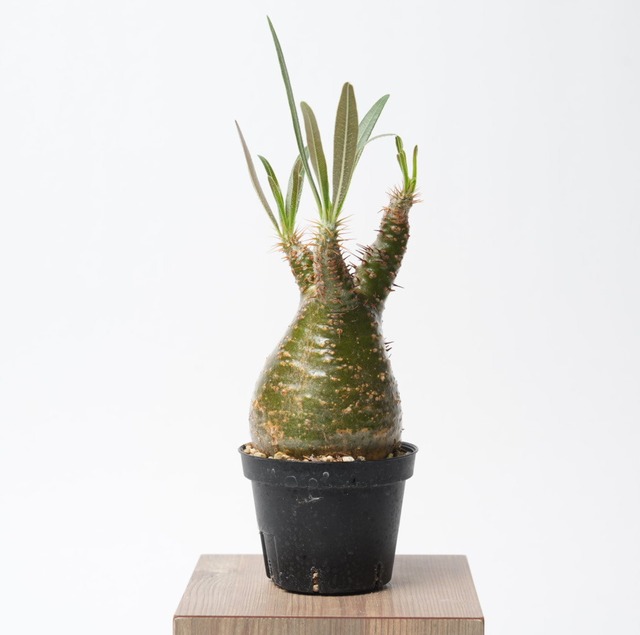 パキポディウム グラキリス no.1〈発根済み〉