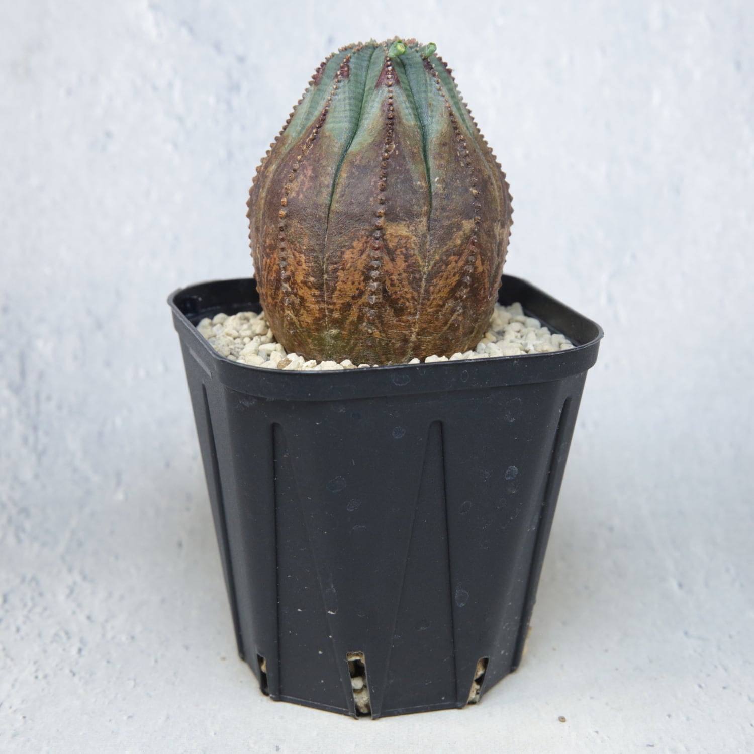 木質化 ラギット オベサ / 木質化 ユーフォルビア | LIGHTHOUSE.PLANTS