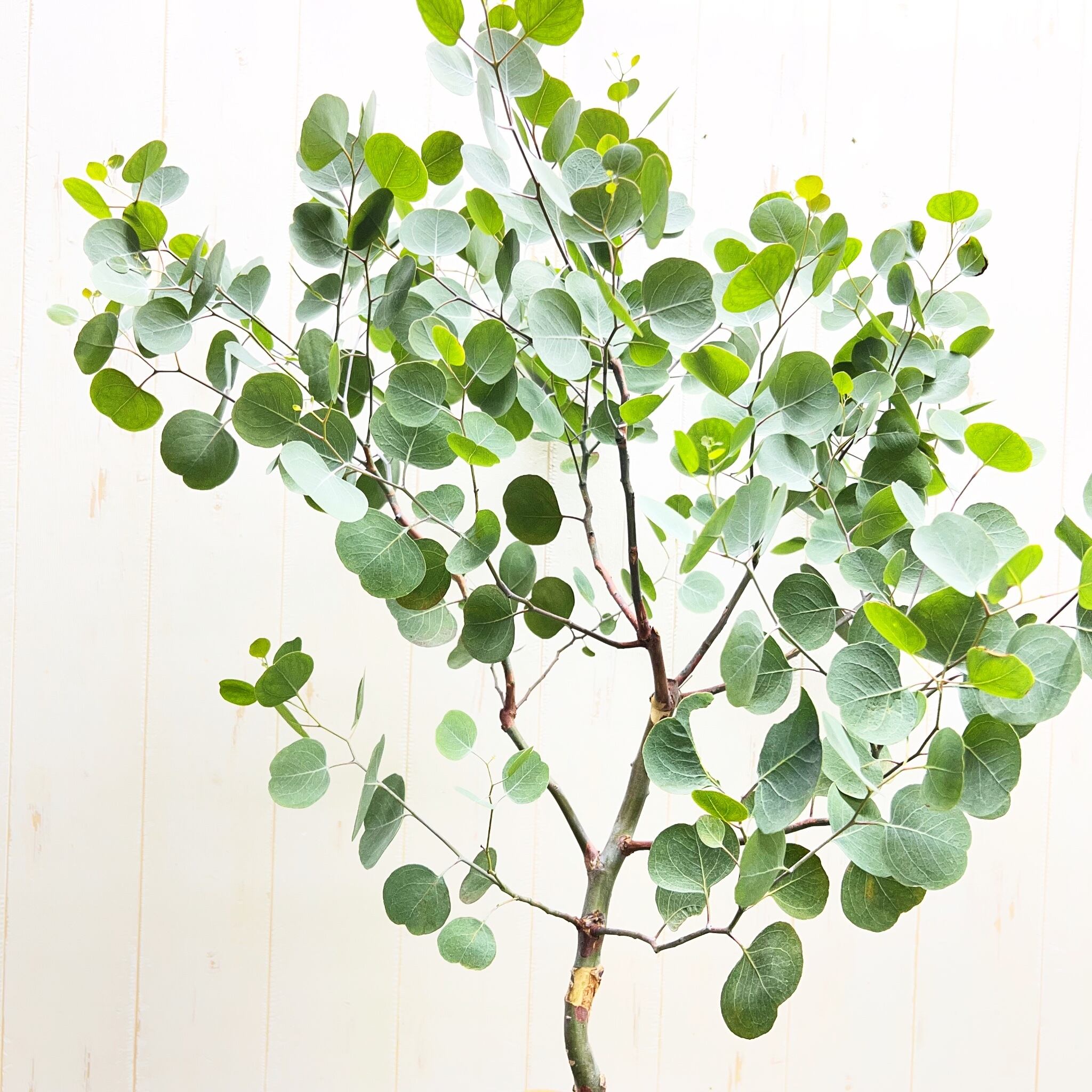 厳選樹形 幹太め ユーカリ ポポラス | PLANTS SHOP OLIVE