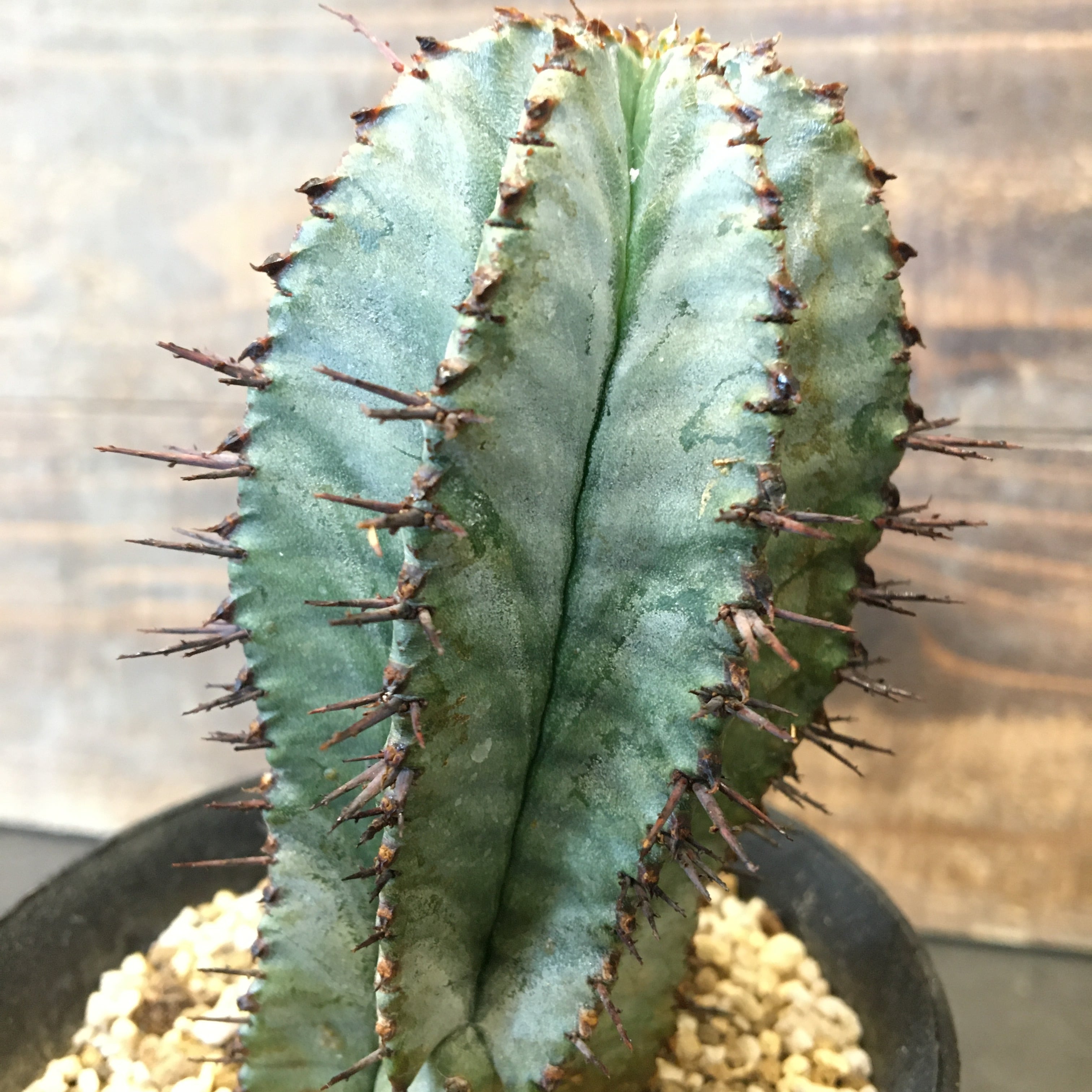 ユーフォルビア ホリダ Protoleaf プロトリーフ ユーフォルビア ホリダ Protoleaf プロトリーフ