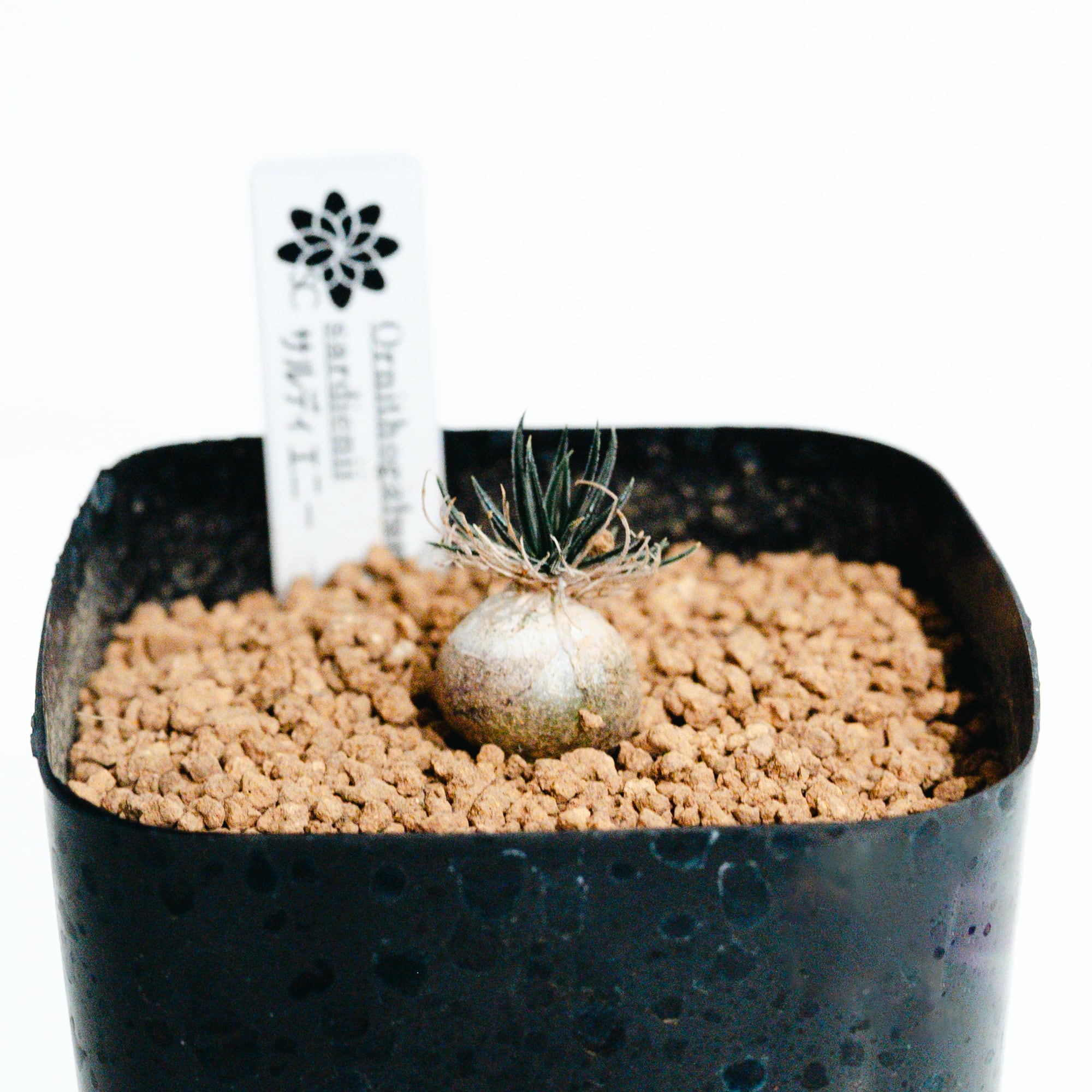 フィロデンドロン・バールマルクス斑入り（Philodendron Burle Marx