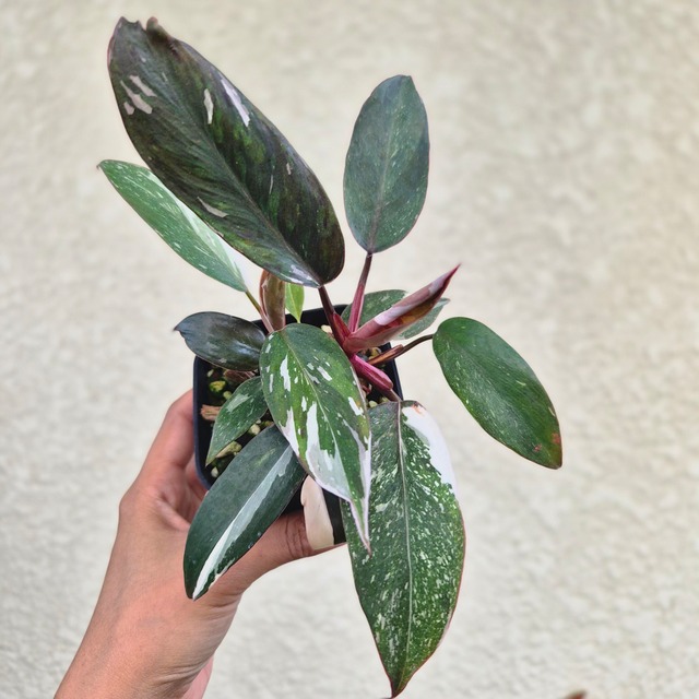 《Philodendron Red Anderson》 フィロデンドロン・レッド・アンダーソン／ 観葉植物 ／ ポットで発送