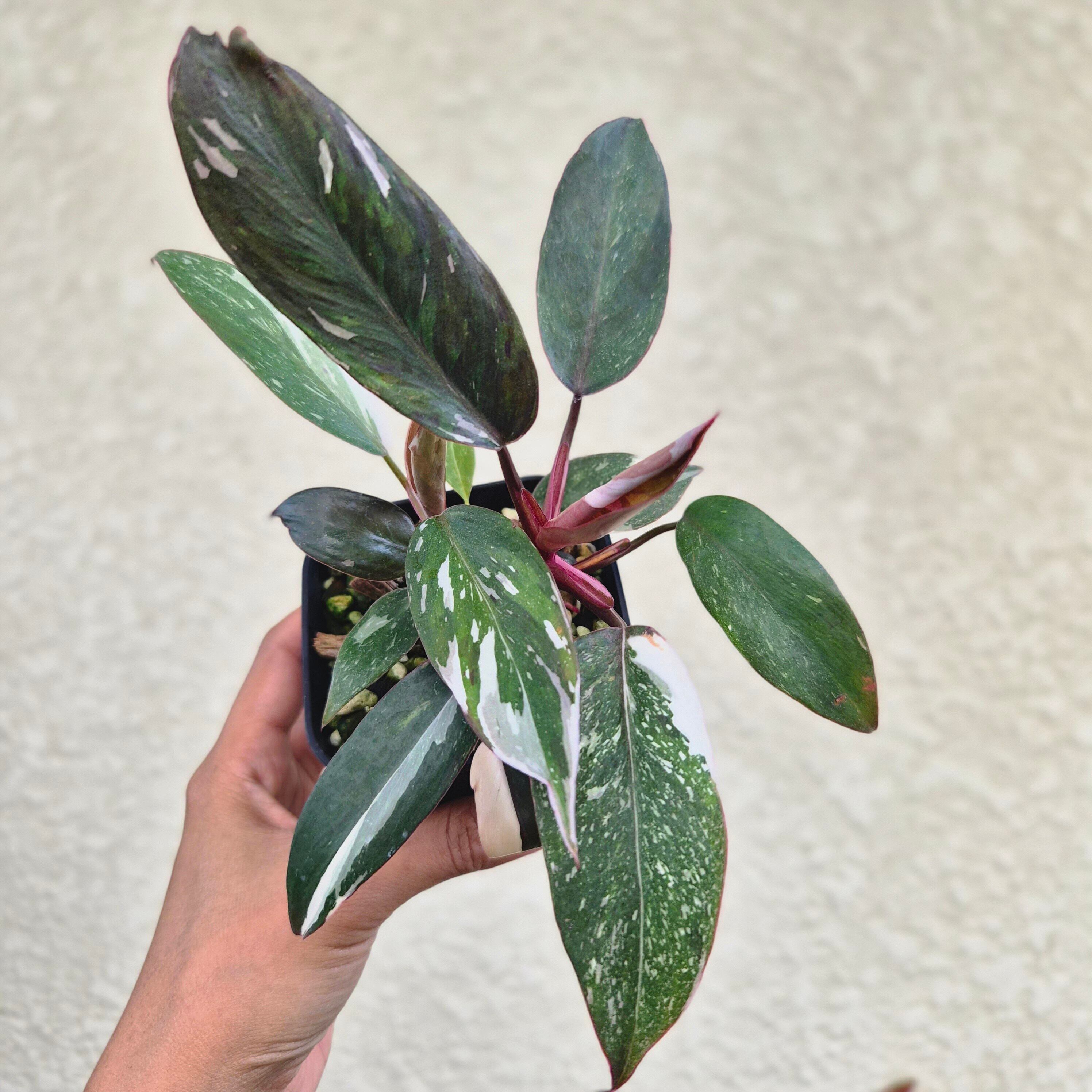《Philodendron Red Anderson》 フィロデンドロン・レッド・アンダーソン/ 観葉植物 / ポットで発送