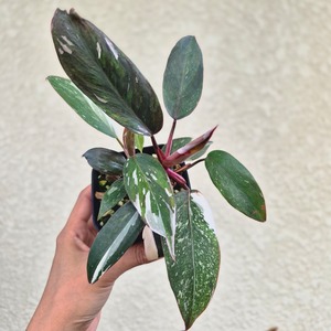 《Philodendron Red Anderson》 フィロデンドロン・レッド・アンダーソン/ 観葉植物 / ポットで発送