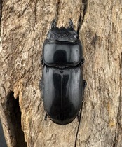 【WD】《アルキデスヒラタ ベンクール産 長歯 77mm ペア》