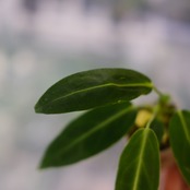 アンスリウム ワロクアーナム / Anthurium Warocqueanum⑧ / 観葉植物<育て方・花言葉>