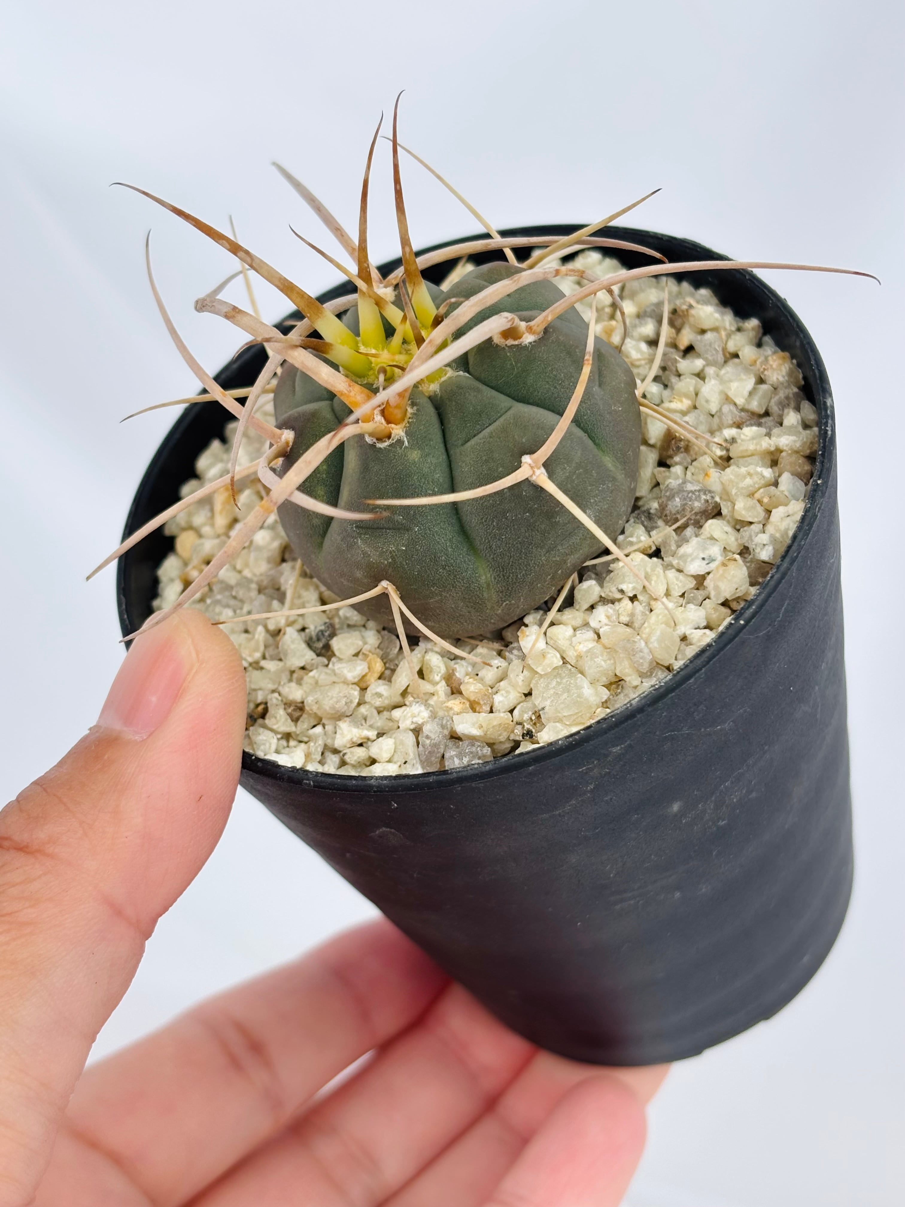 Gymnocalycium cardenasianum ギムノカリキウム 光琳玉 サボテン