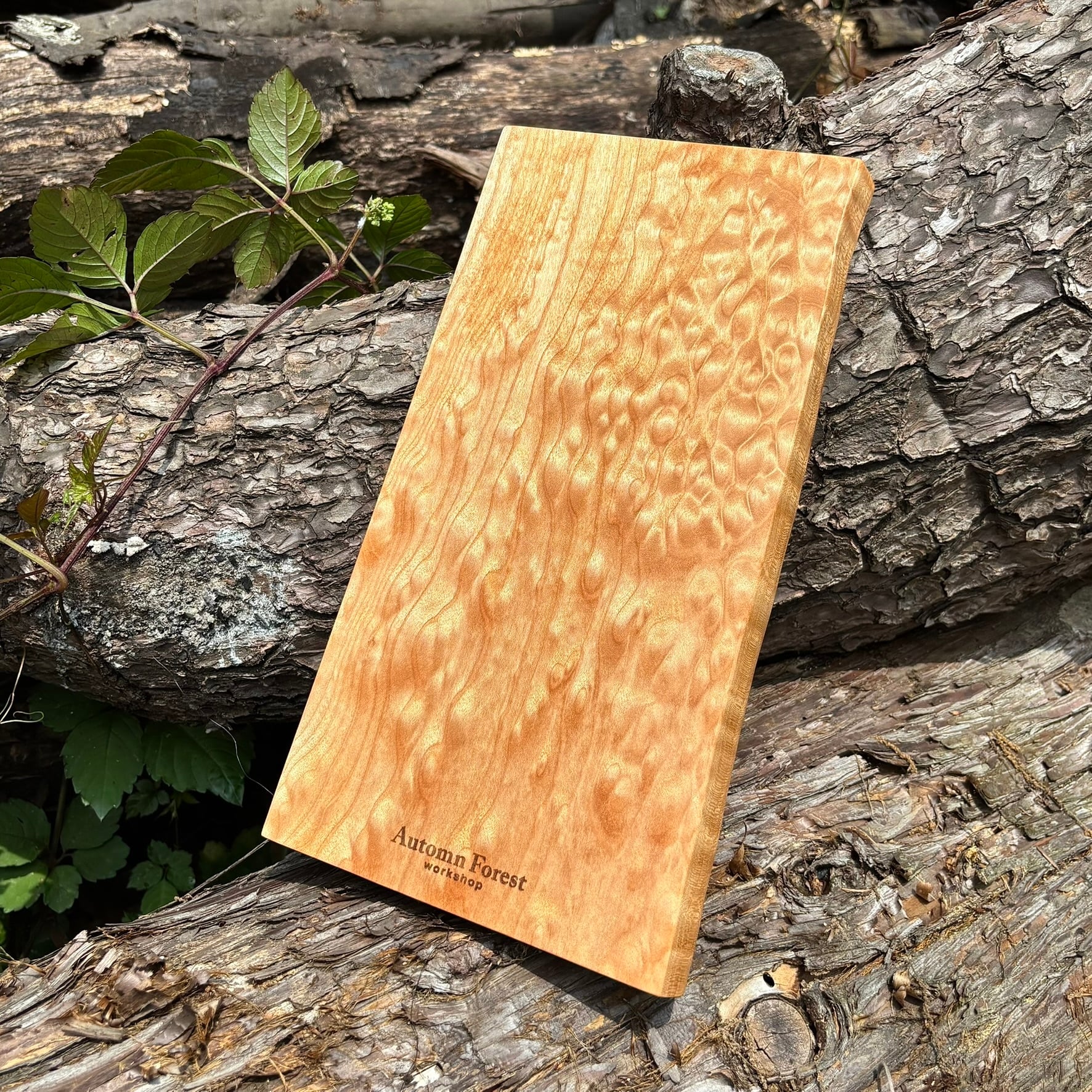 貝塚伊吹（カイヅカイブキ）輪切り | automnforest workshop