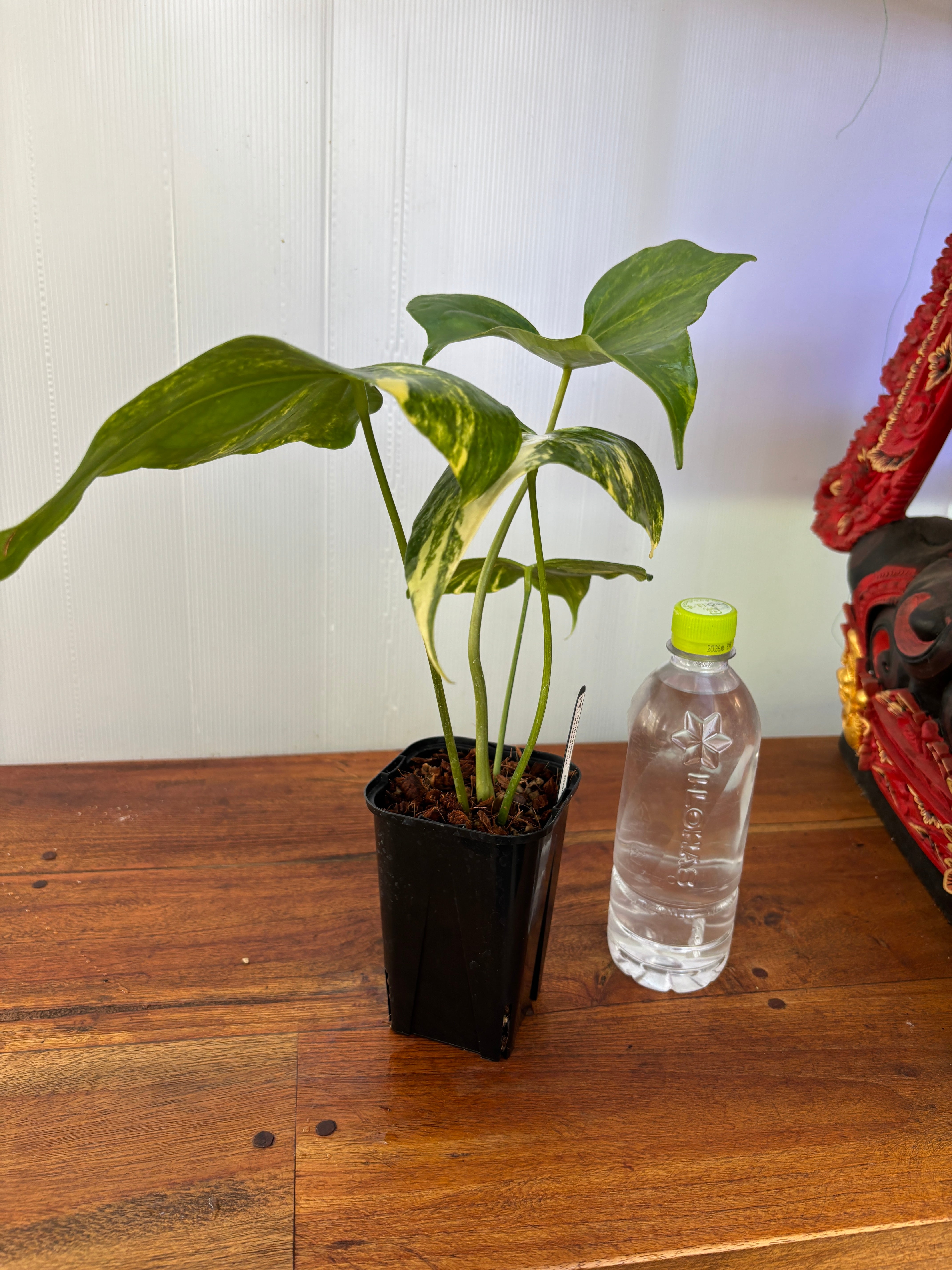 Anthurium | BALI-AN 園芸