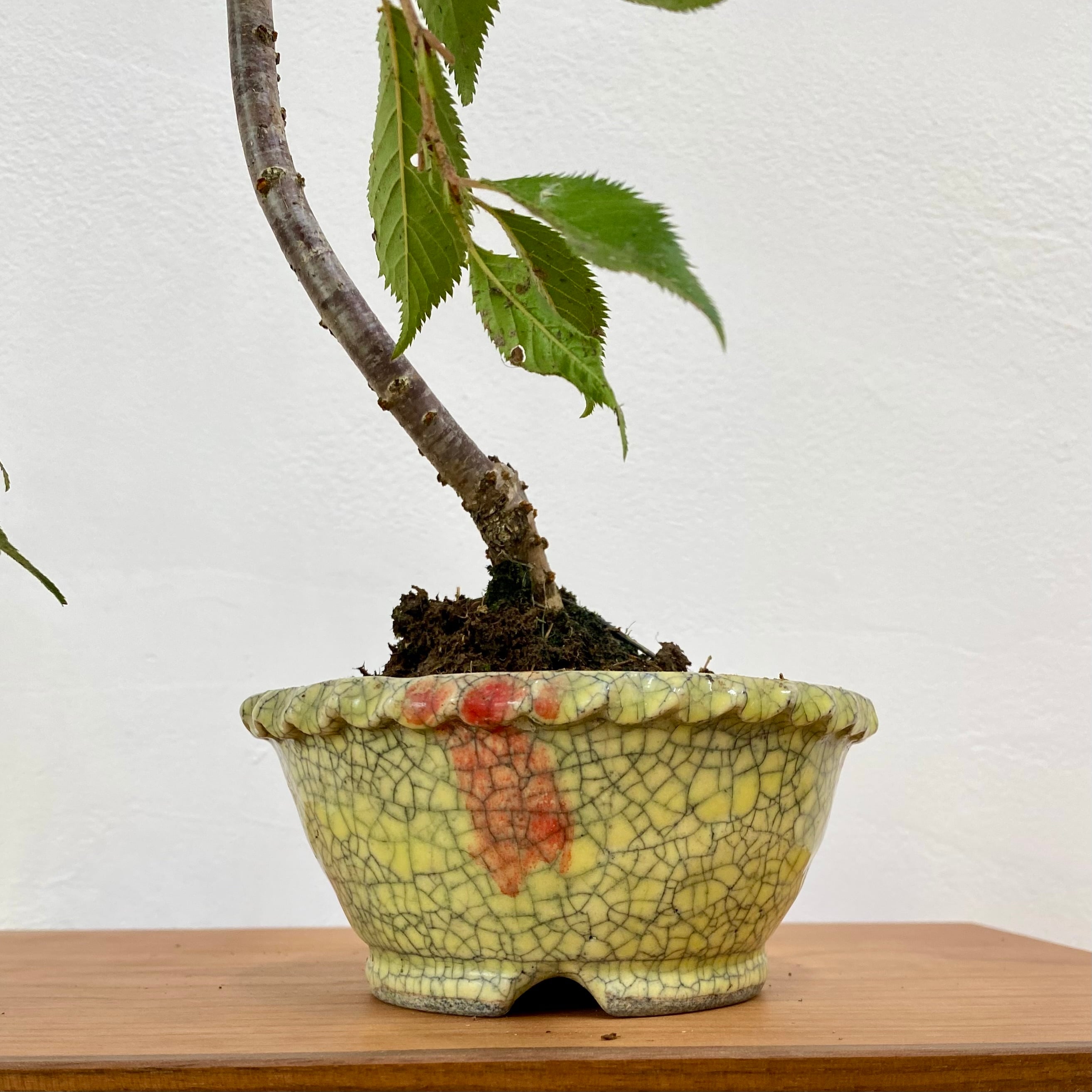 しだれ桜 盆栽（鉢：越前文山 黄釉飛び辰砂） | BONSAI Labo