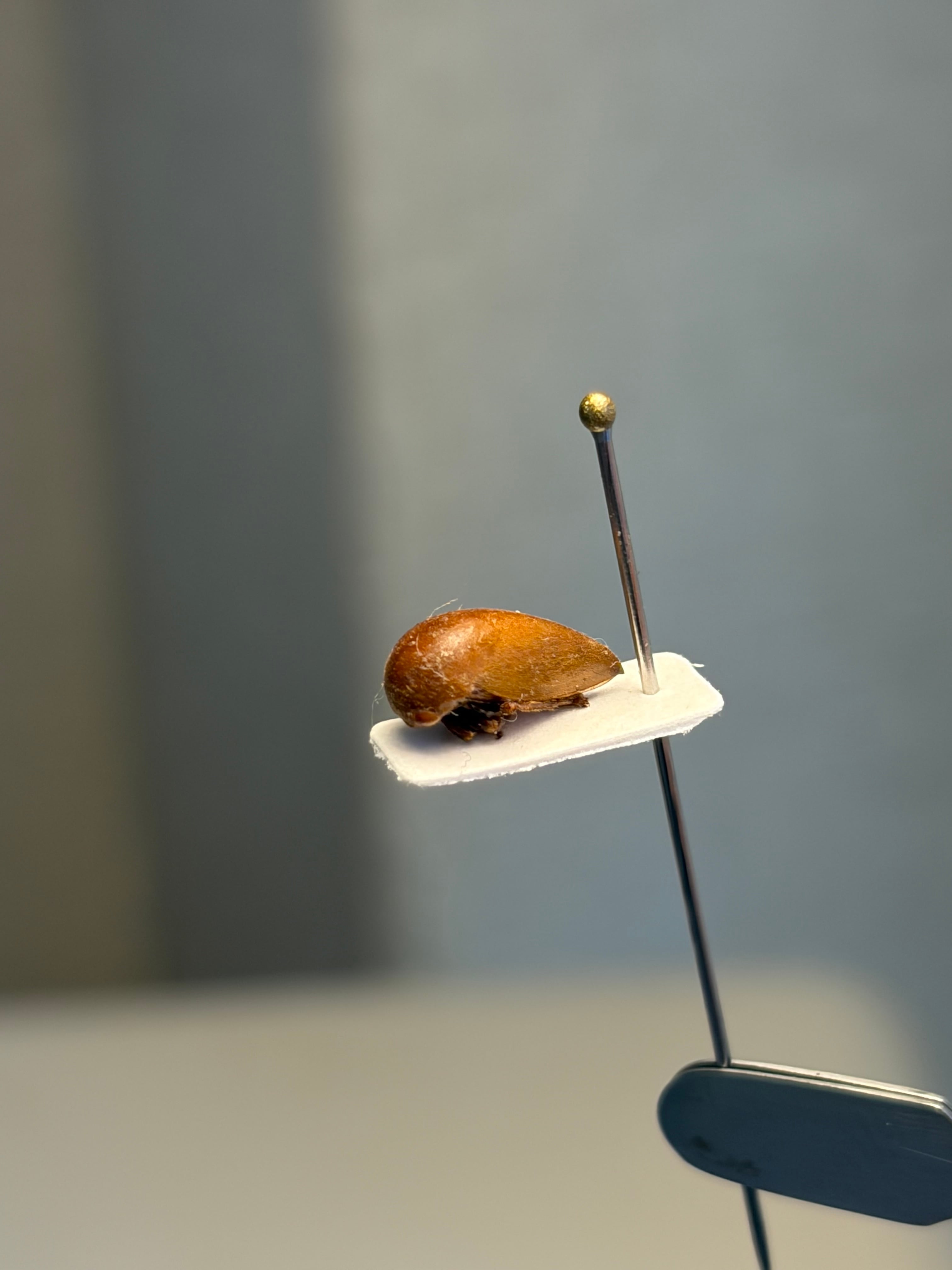 四色展開】ニジイロゴキブリ 標本エメラルドジュエルローチ ダンゴムシ