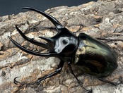 【WD】《ジャワコーカサスオオカブト 96mm ペア》