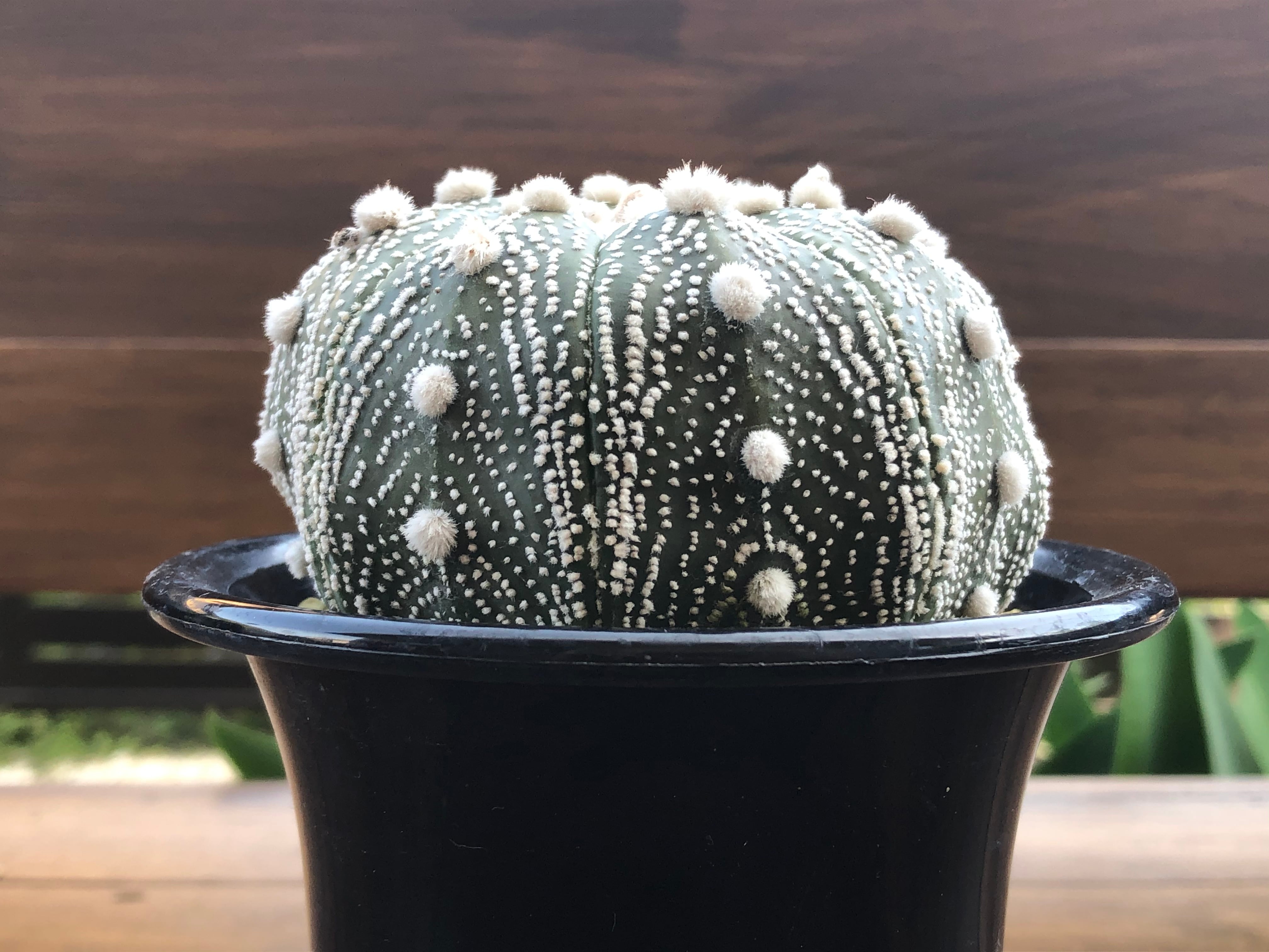 Astrophytum asterias 兜丸 サボテン スーパー兜 | plants MARU