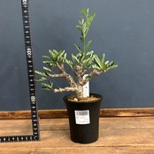 センナ メリディオナリス【523】