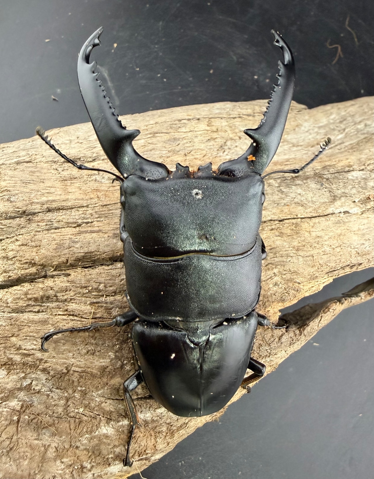 【WD】《パラワンオオヒラタ ガントン産 92mm ペア》