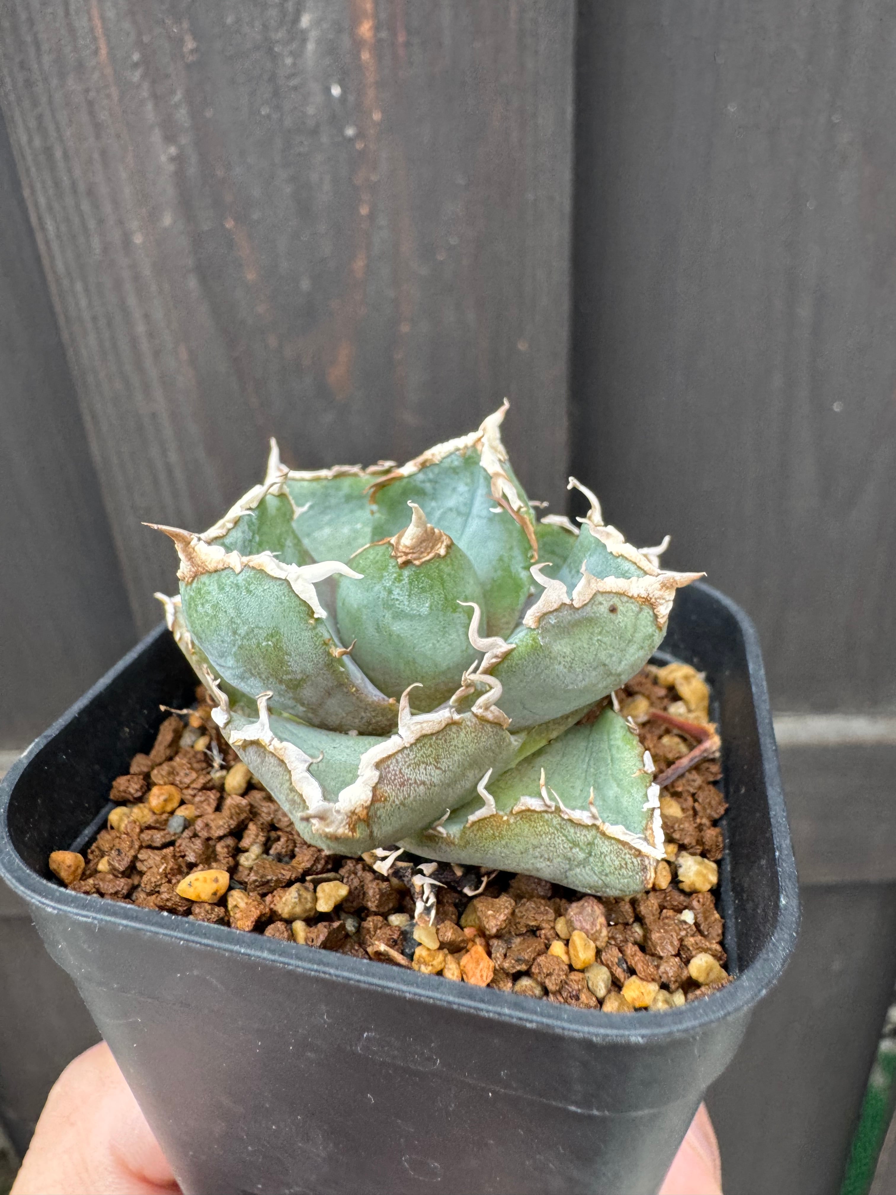 新着】Agave titanota 清桜【極上のOC苗】アガベ チタノタ '清櫻' from