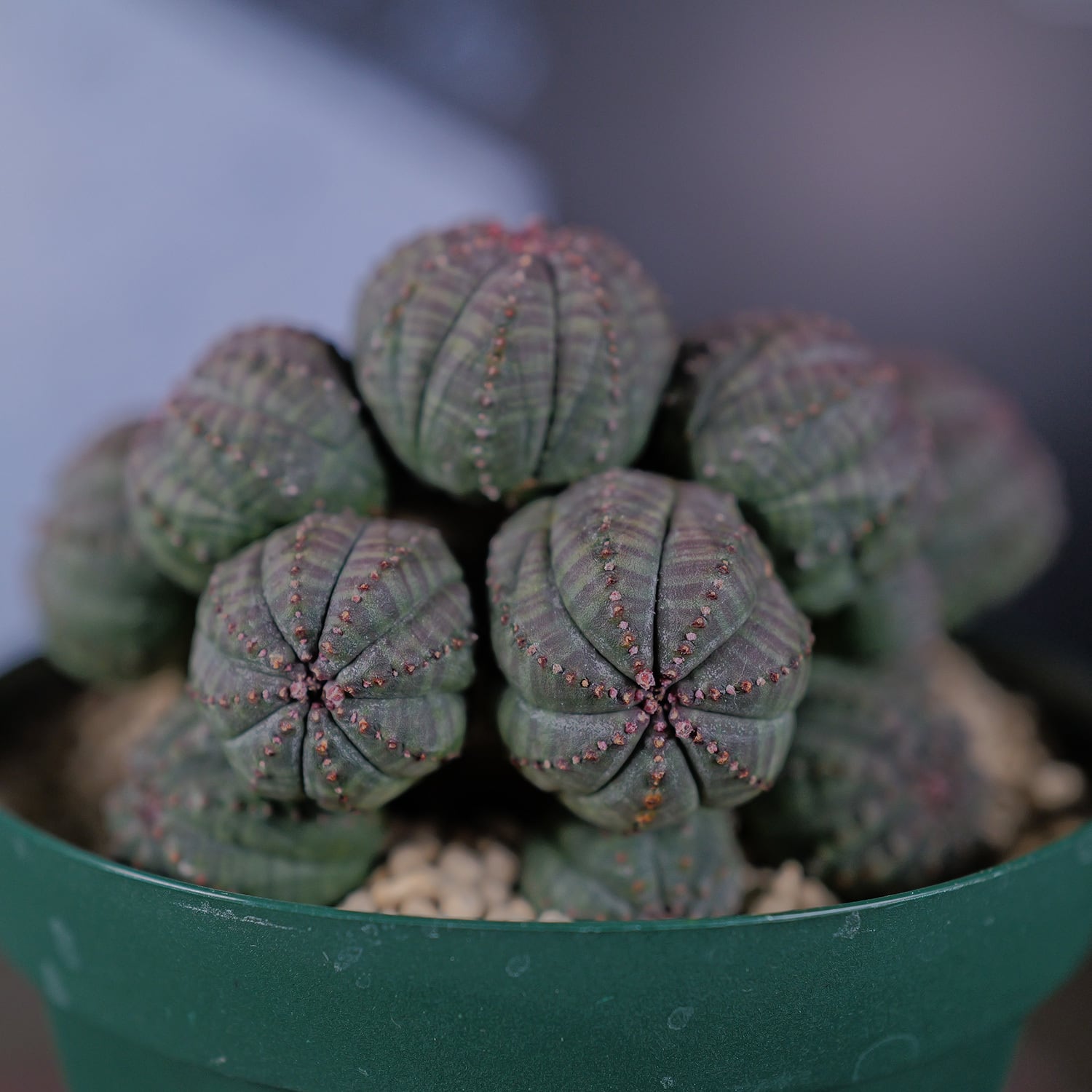 超厳選株】大株 最大幅 約10cm 仔吹き 捻じれ 円扇石化 オベサ