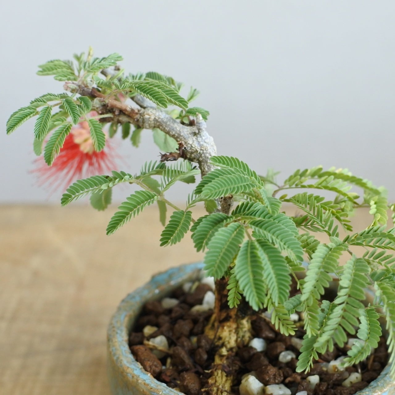 赤花のヒネム <H1> | BONSAI 鉄と山 | Garden Times
