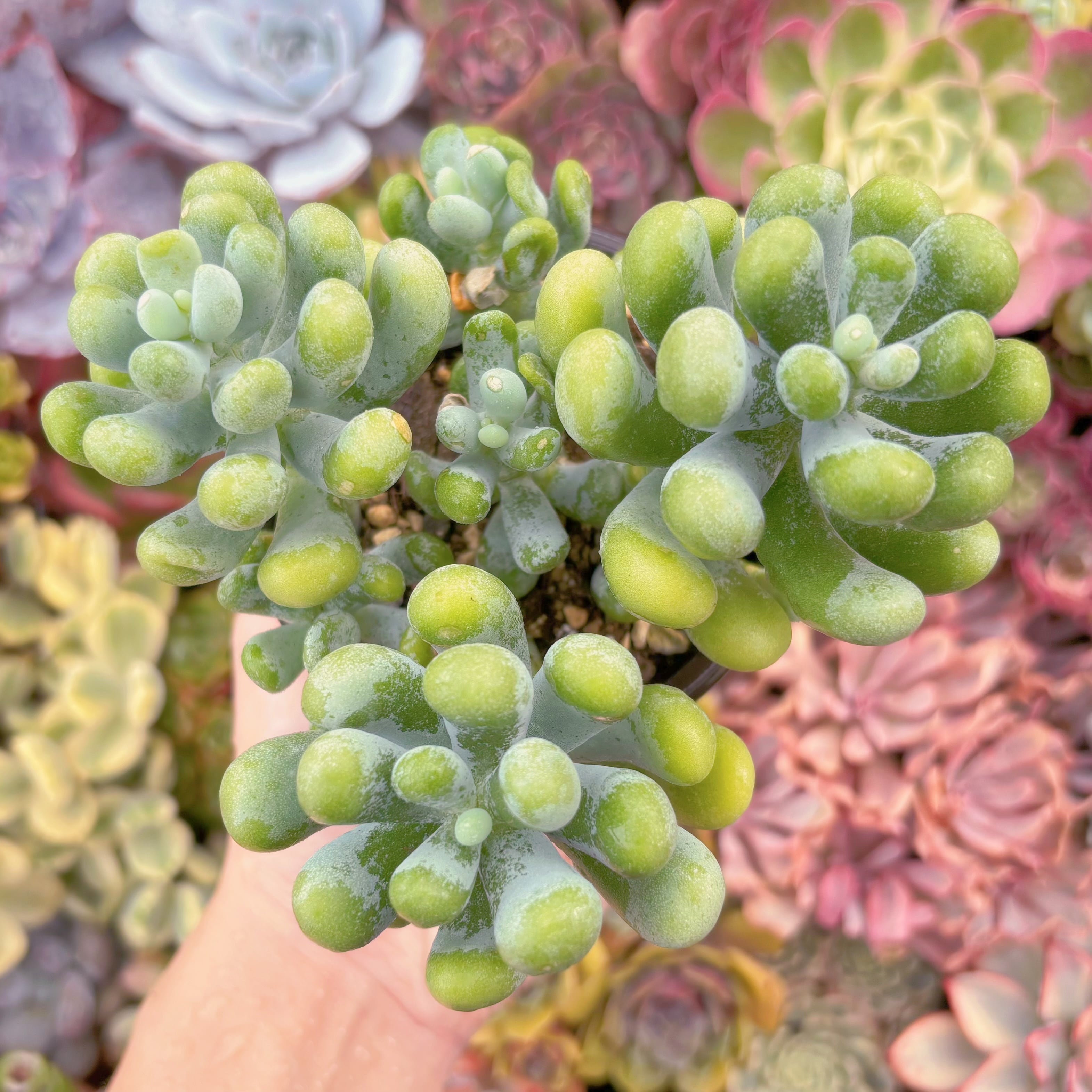現品 バナナ美人#526 大群生 るる農園 | るる農園~多肉植物専門