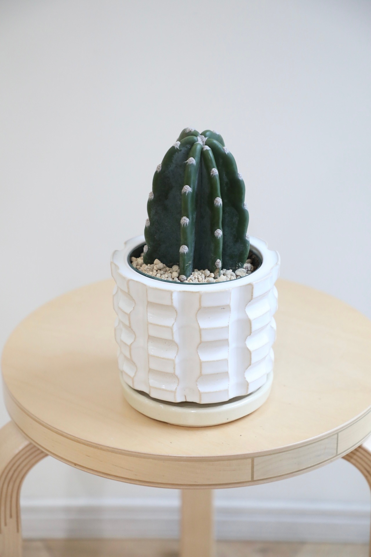 【S】柱サボテン/Cereus　※陶器鉢付き