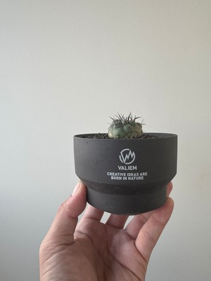 【新着】Copiapoa cinerea × VALIEM GHOST【俺の黒王丸】コピアポアシネレア