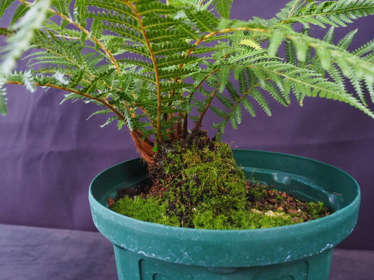 ディクソニア フィブローサ Dicksonia Fibrosa ６号鉢 写真現品 Planter S High Store