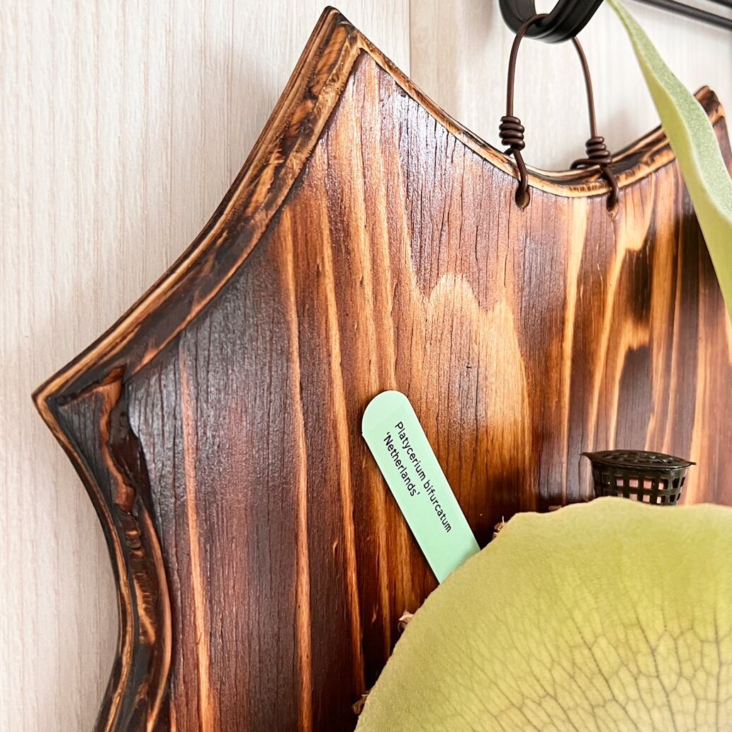 ビカクシダ ネザーランド 大サイズ 板付 【観葉植物 室内 コウモリラン