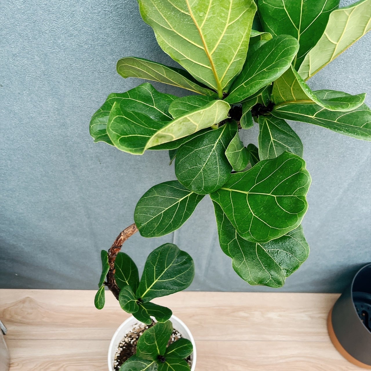 ［現品］3番　カシワバゴムノキ　フィカス　リラータ　曲がり　7号　観葉植物　室内 現品］13番 カシワバゴムノキ フィカス リラータ 曲がり 7号 観葉植物