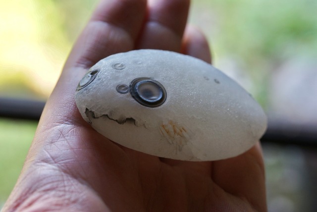 ゴビアゲート Gobi Desert Eye Agate 523