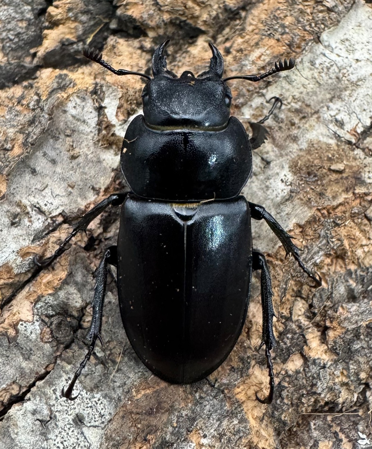 《ヨーロッパミヤマ(ケルブスミヤマ) 62mm ペア》