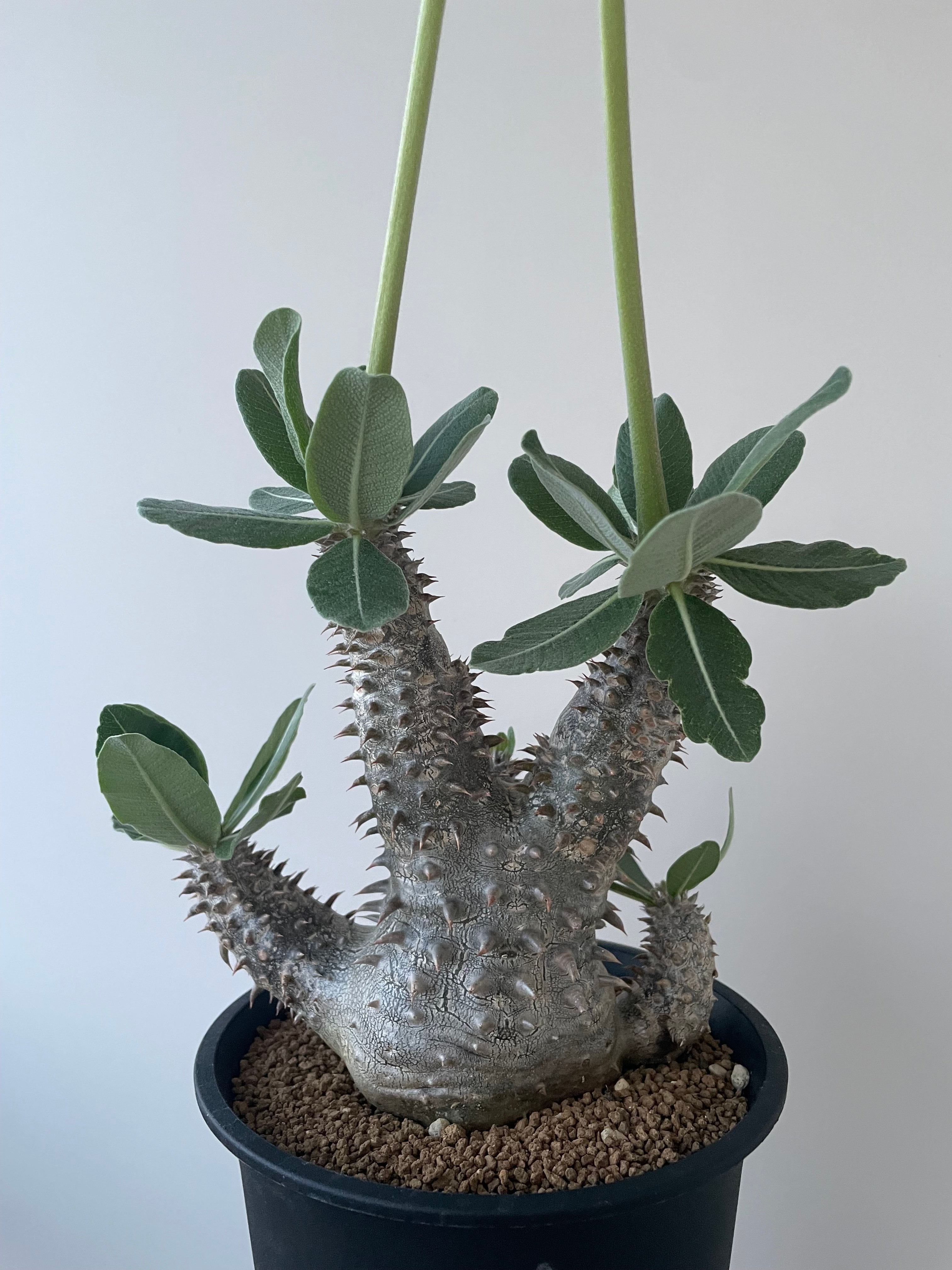 極上品】Pachypodium Tackyi【一流ナーセリーの親株クラス