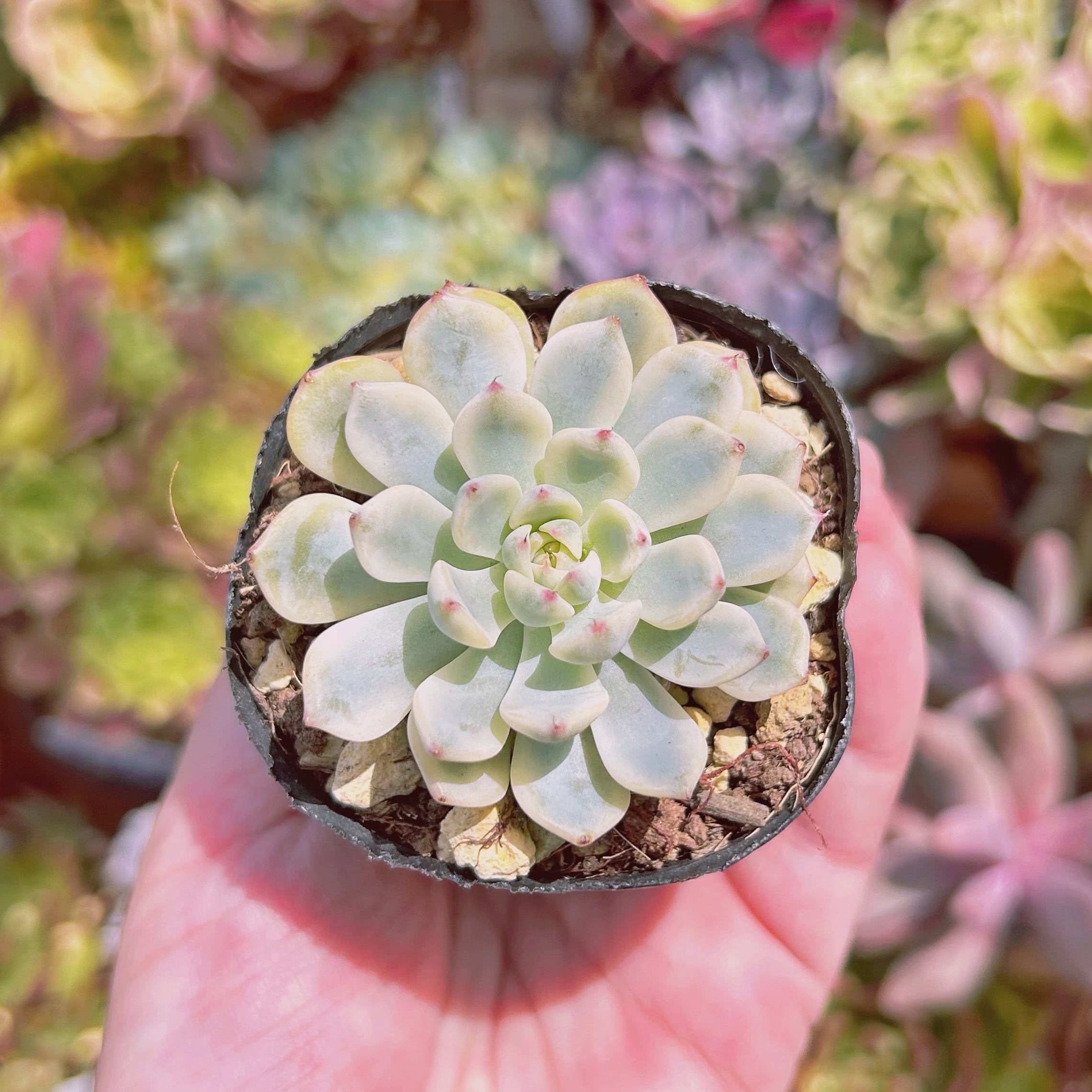 多肉植物　 ホワイトミニマ錦　抜き苗