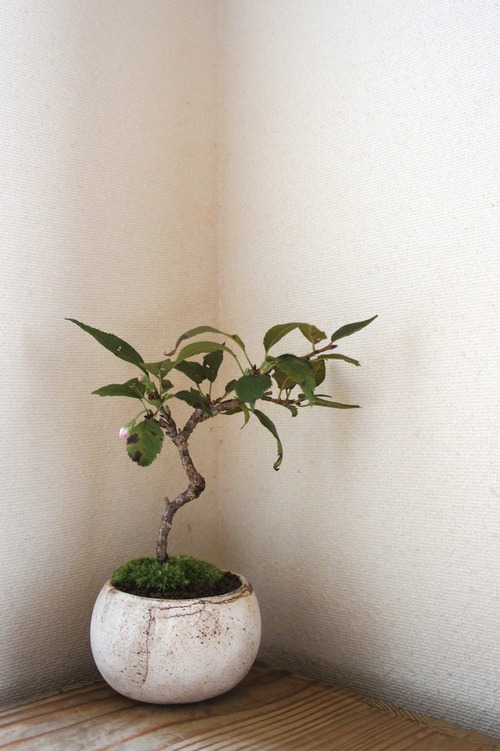 盆栽　十月桜