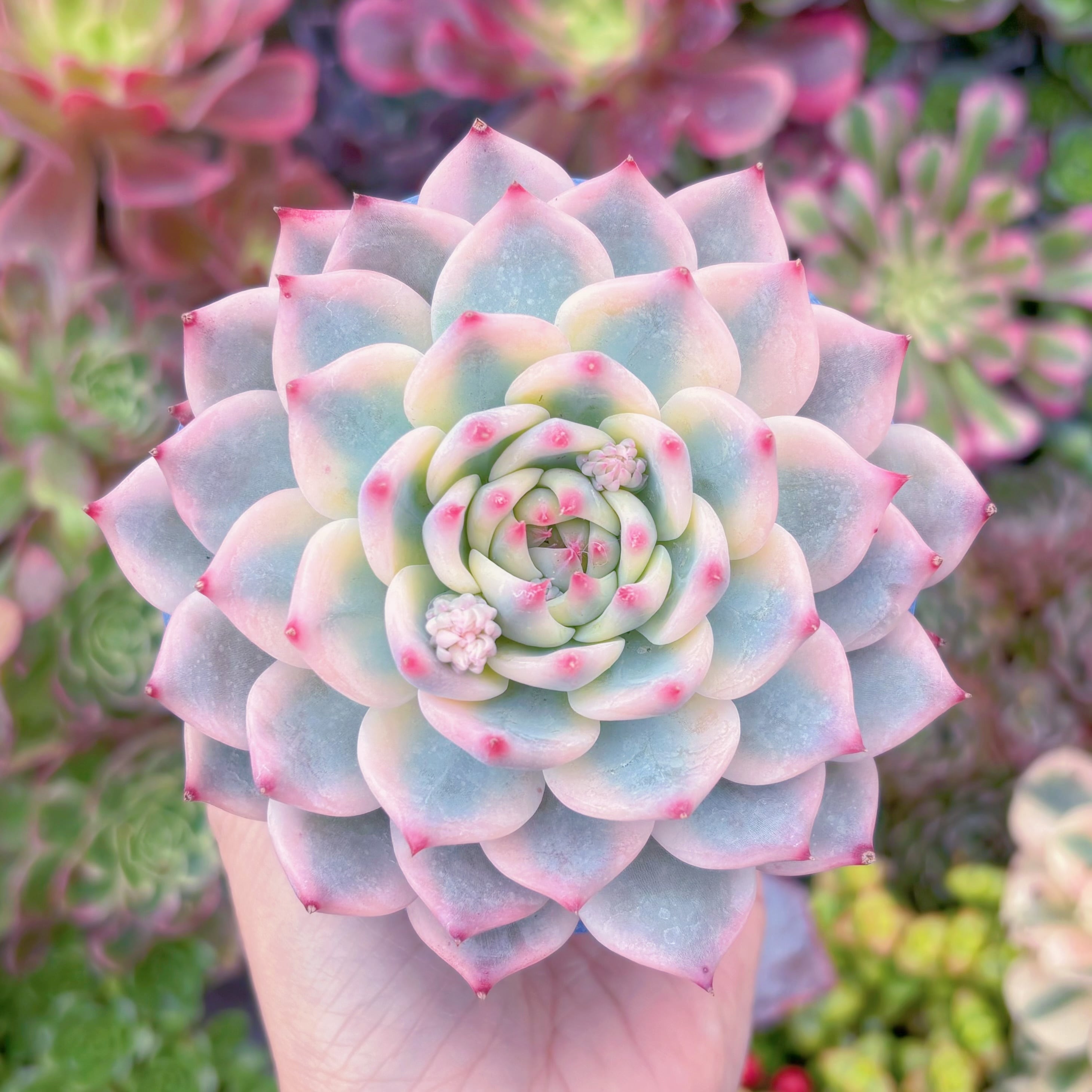 現品　チワワ錦#907　極上株　るる農園