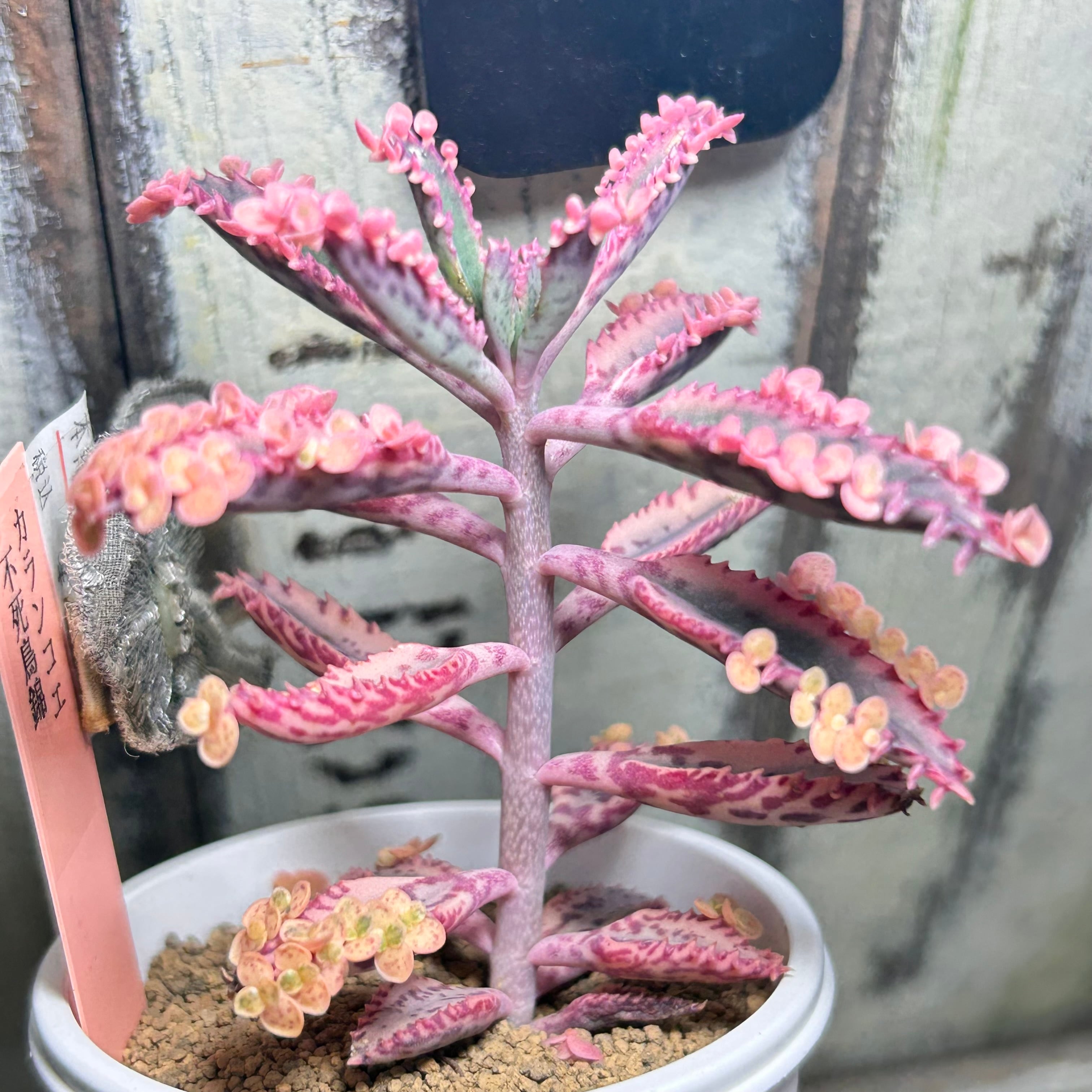 不死鳥錦 | RuPo 多肉植物専門店