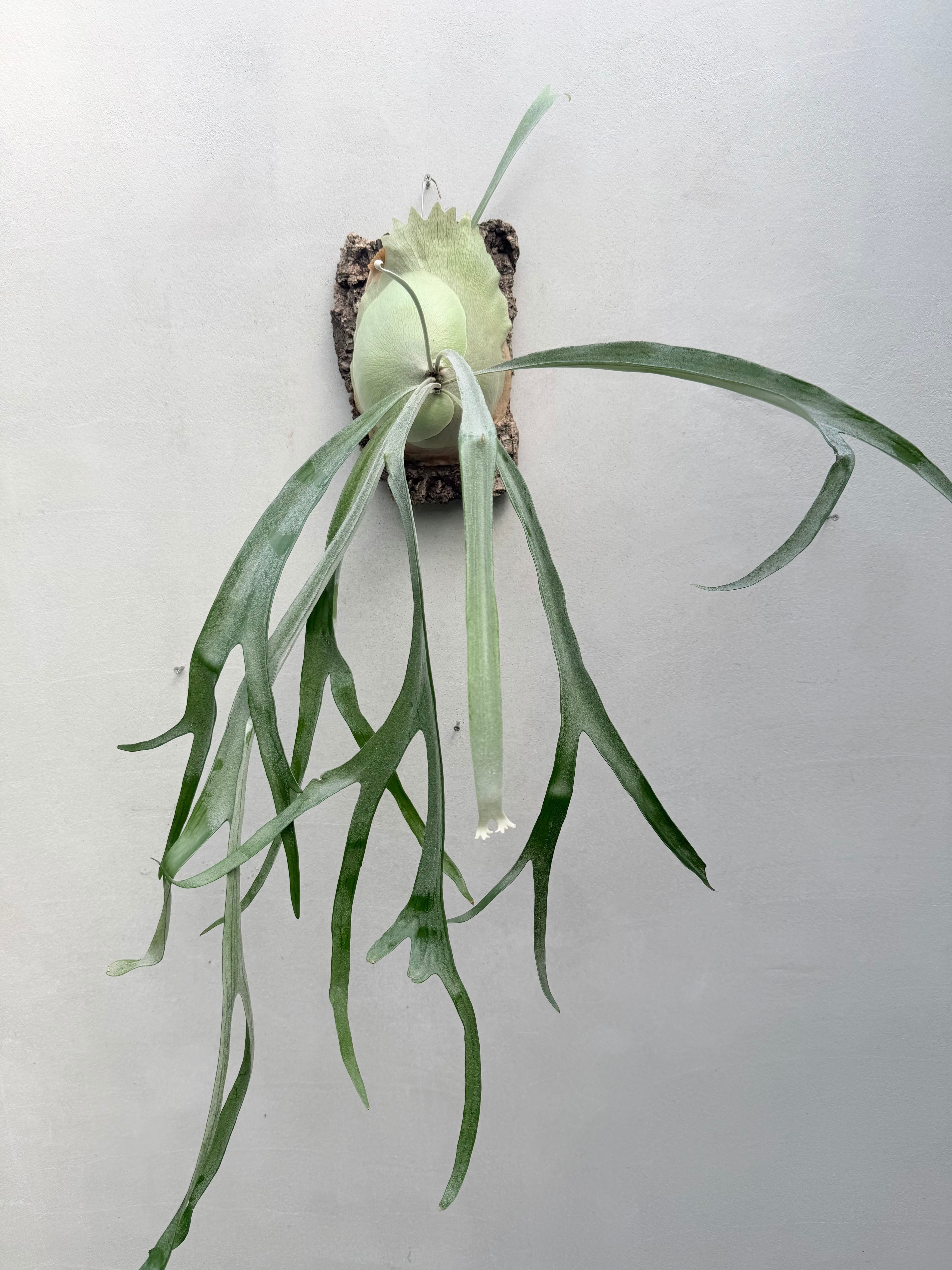 P. 'Musang King' ビカクシダ 'ムーサン キング' | vandaka plants