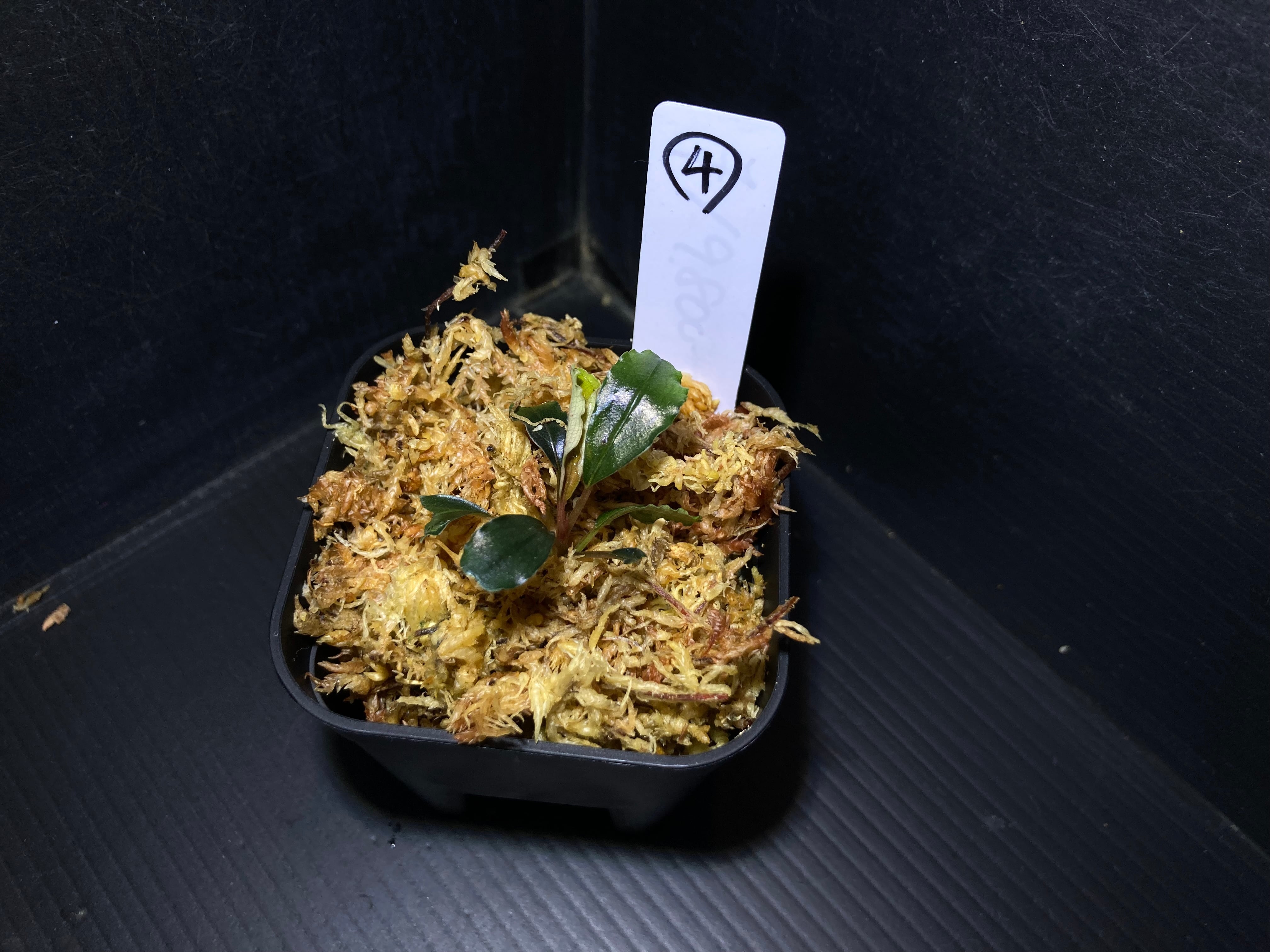 ブセファランドラ | AquaFocus