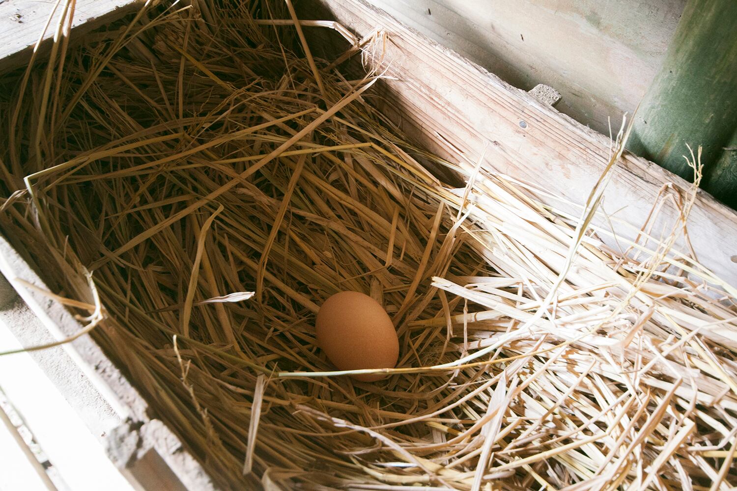 終生飼養 なま卵『42℃』(ヨンジュウ ニド シー)10玉／パック【クール便