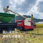 【定期便】玄米15kg｜徳地きぬむすめ｜農家直送 山口県｜ 送料無料（北海道、沖縄を除く）