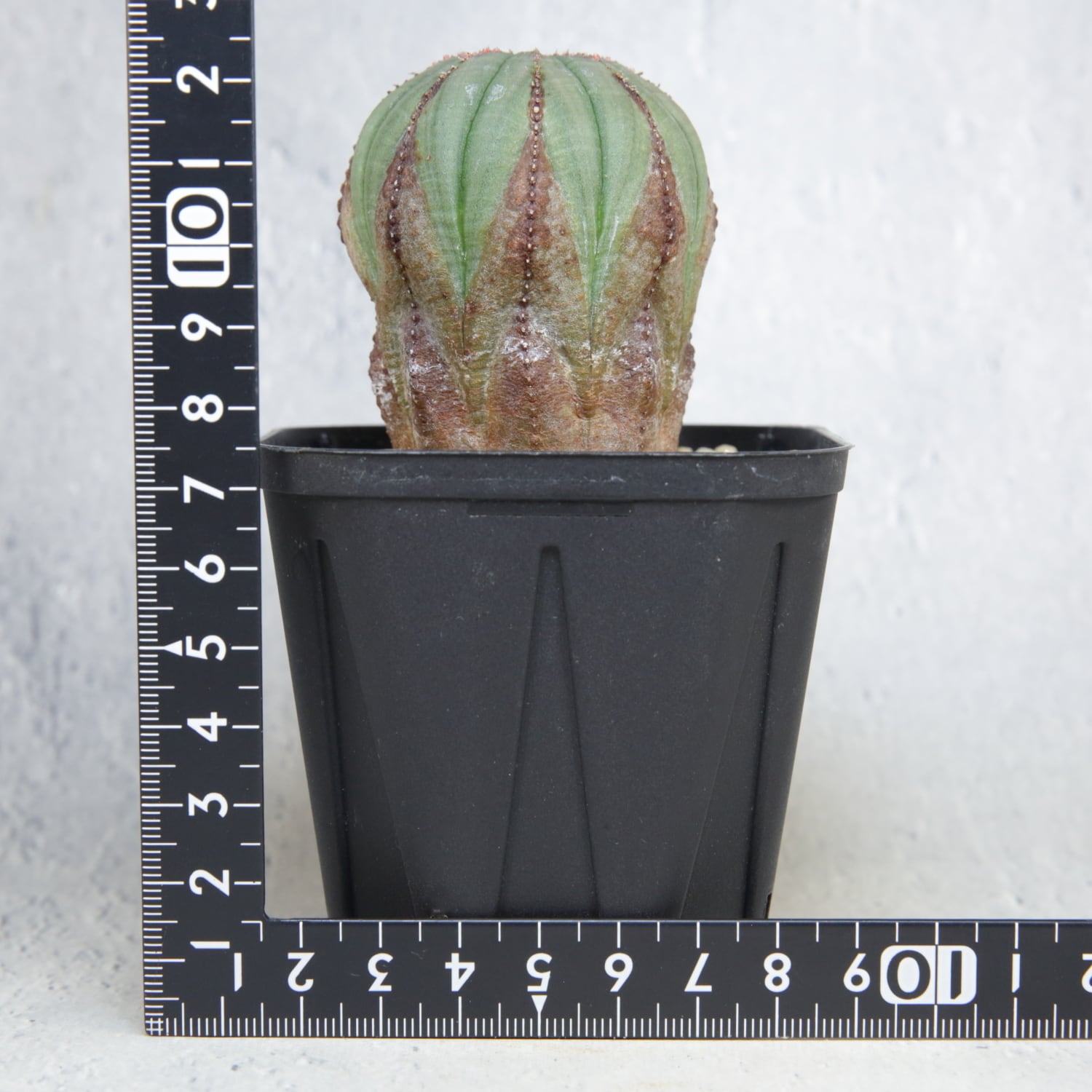 ユーフォルビア オベサ(メス) 美株 メス株 超美模様 木質化 マイクロオベサ / ユーフォルビア