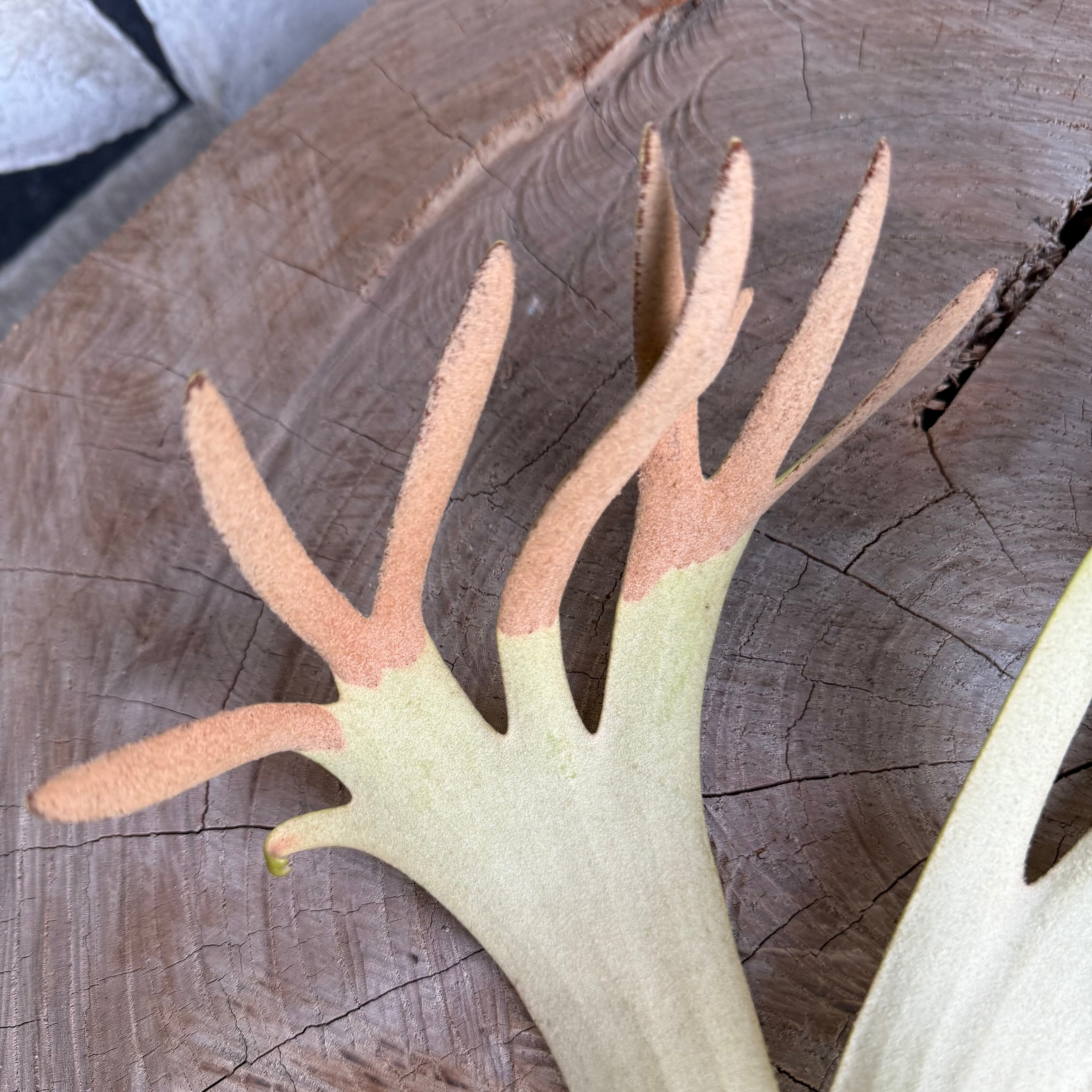 胞子嚢(P.willinckii cv. Domino's) | naturefix 胞子嚢(P.willinckii cv. Domino's) | naturefix