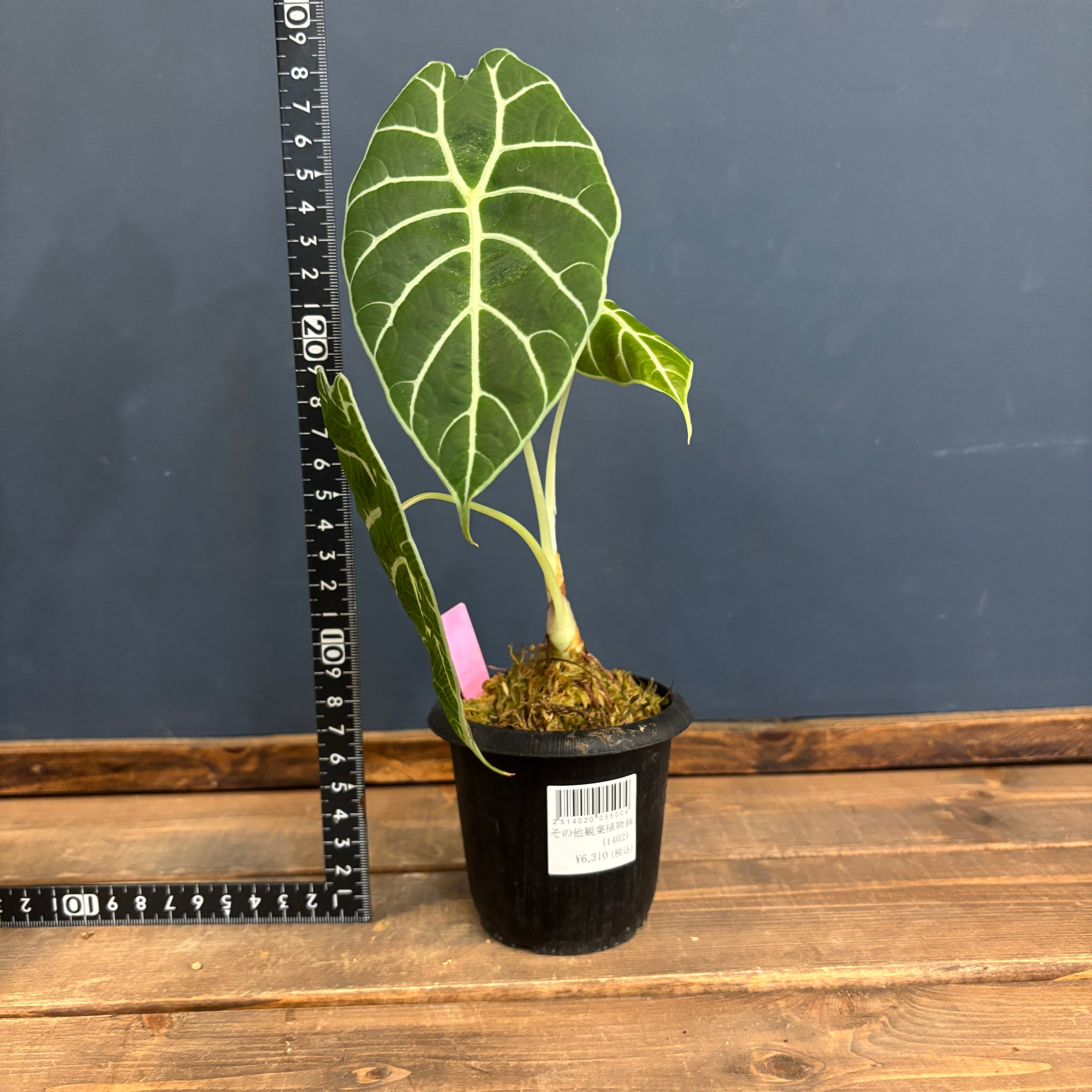 アロカシア ワトソニア Doff【337】 | PROTOLEAF プロトリーフ