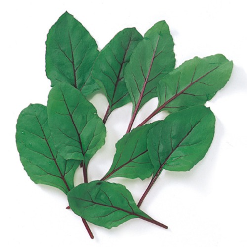 ベビーリーフ「ビート」（１L） 画像