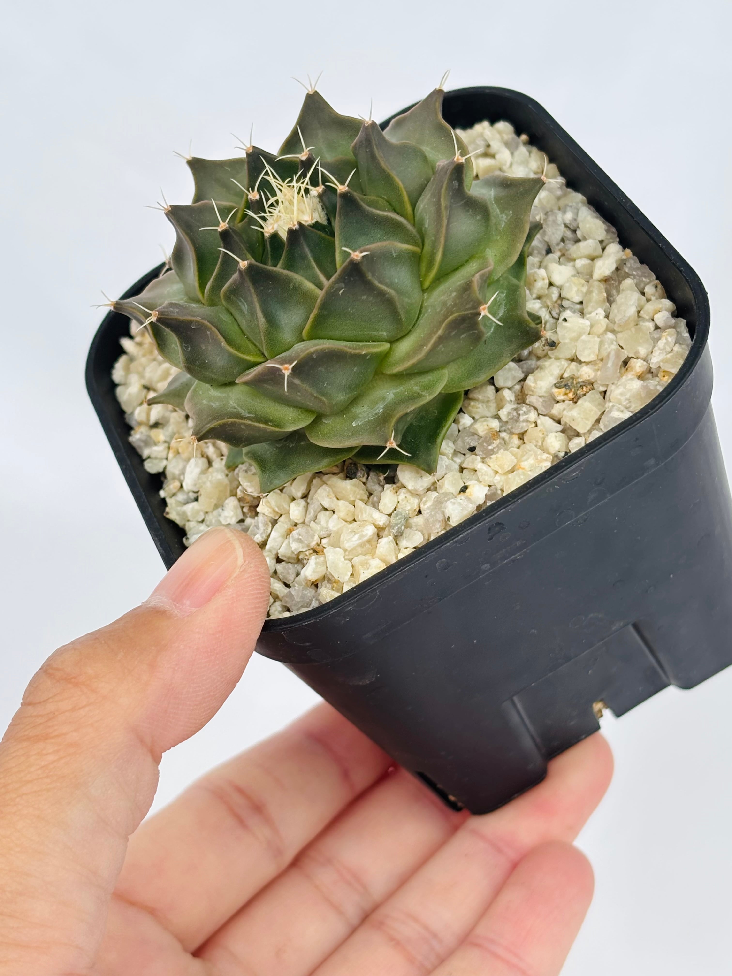 Obregonia denegrii オブレゴニア 大疣帝冠 サボテン | plants MARU