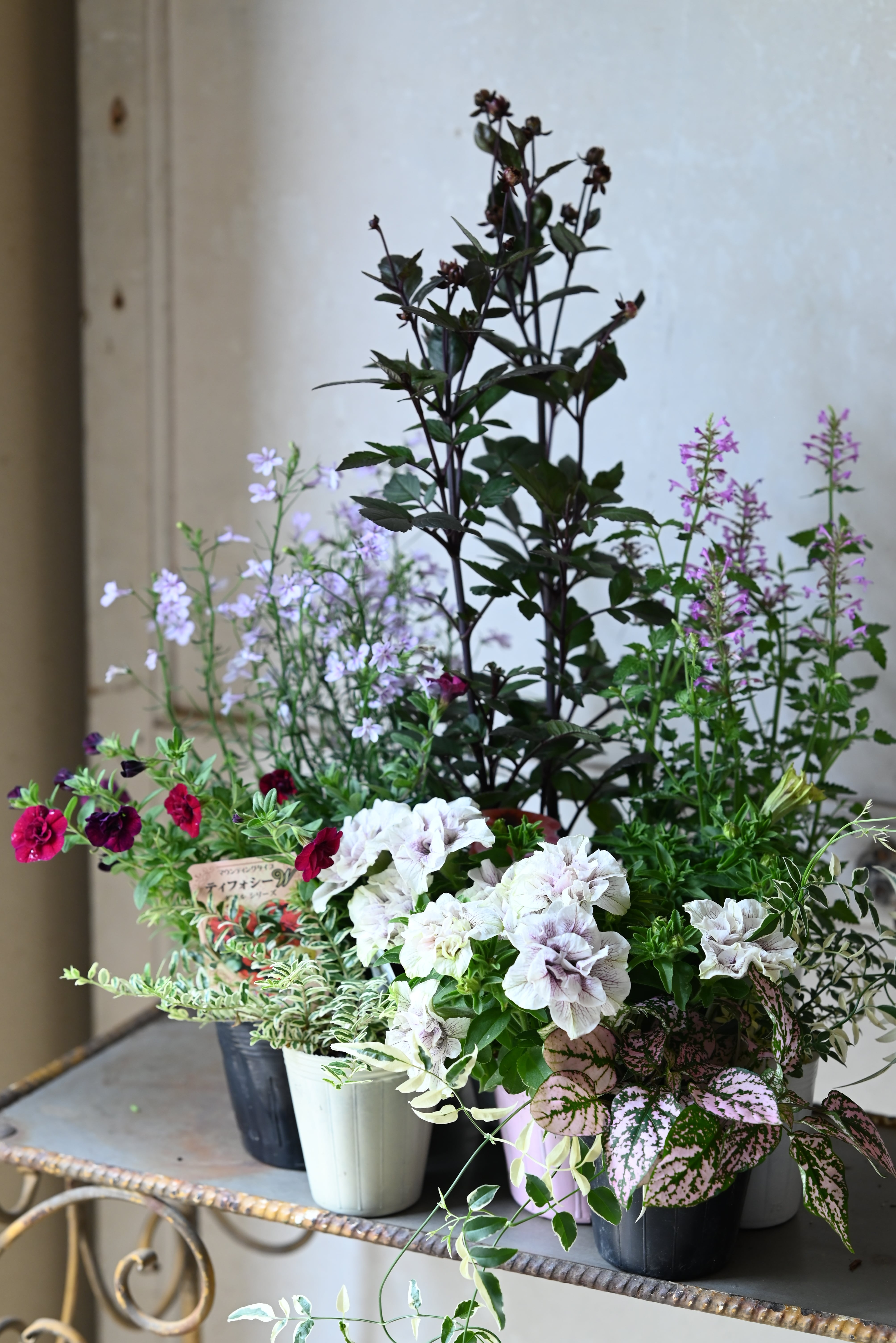 【花苗セット】ペチュニア「ライラックフェアリー」と銅葉ダリア「ハミングブロンズエターニティ」の花苗セット