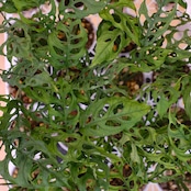Monstera Obliqua Peru / モンステラ オブリクア ペルー【お得なまとめ売り】