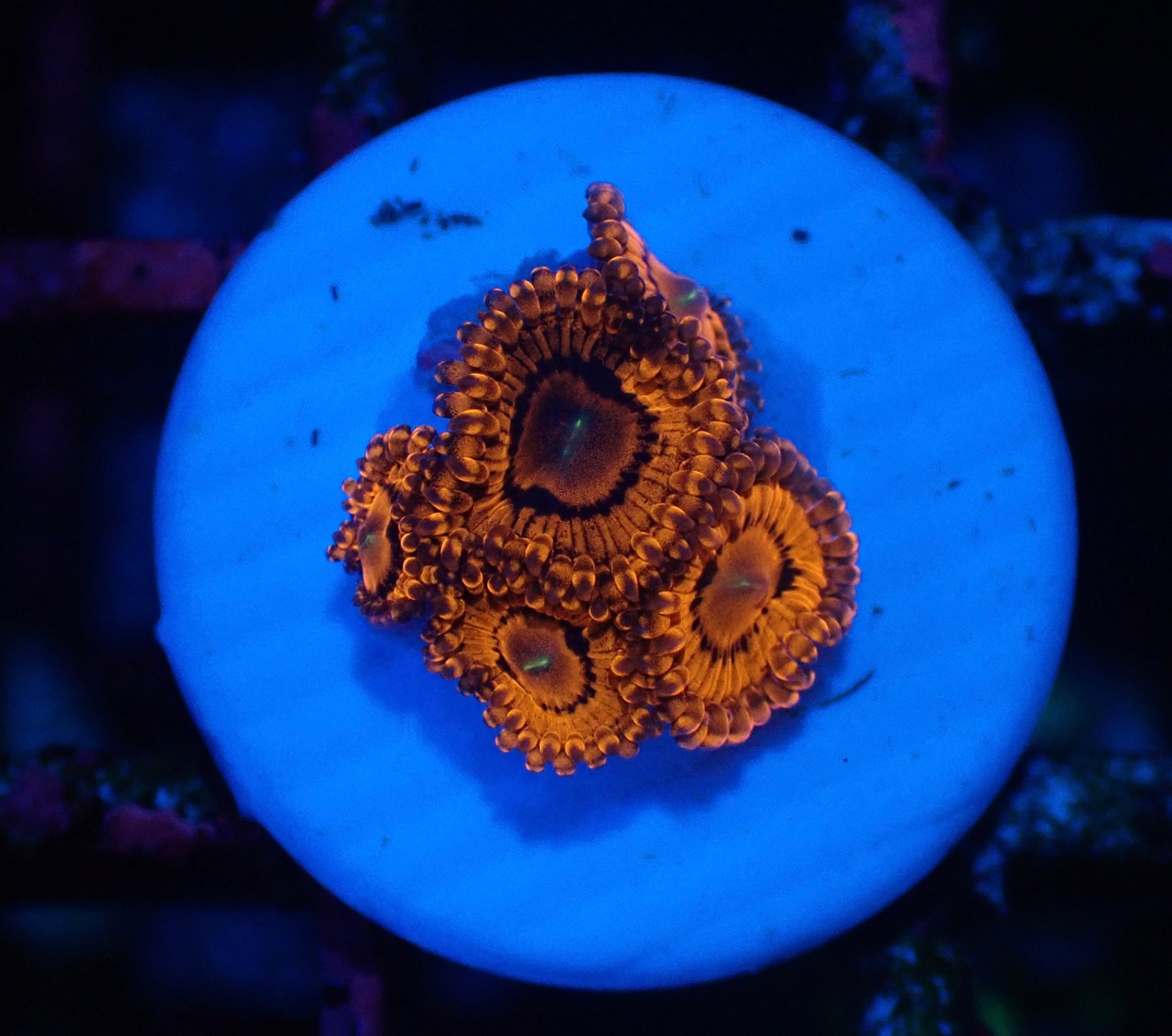 【現地買付】JalartaZoa 2