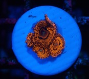 【現地買付】JalartaZoa 2