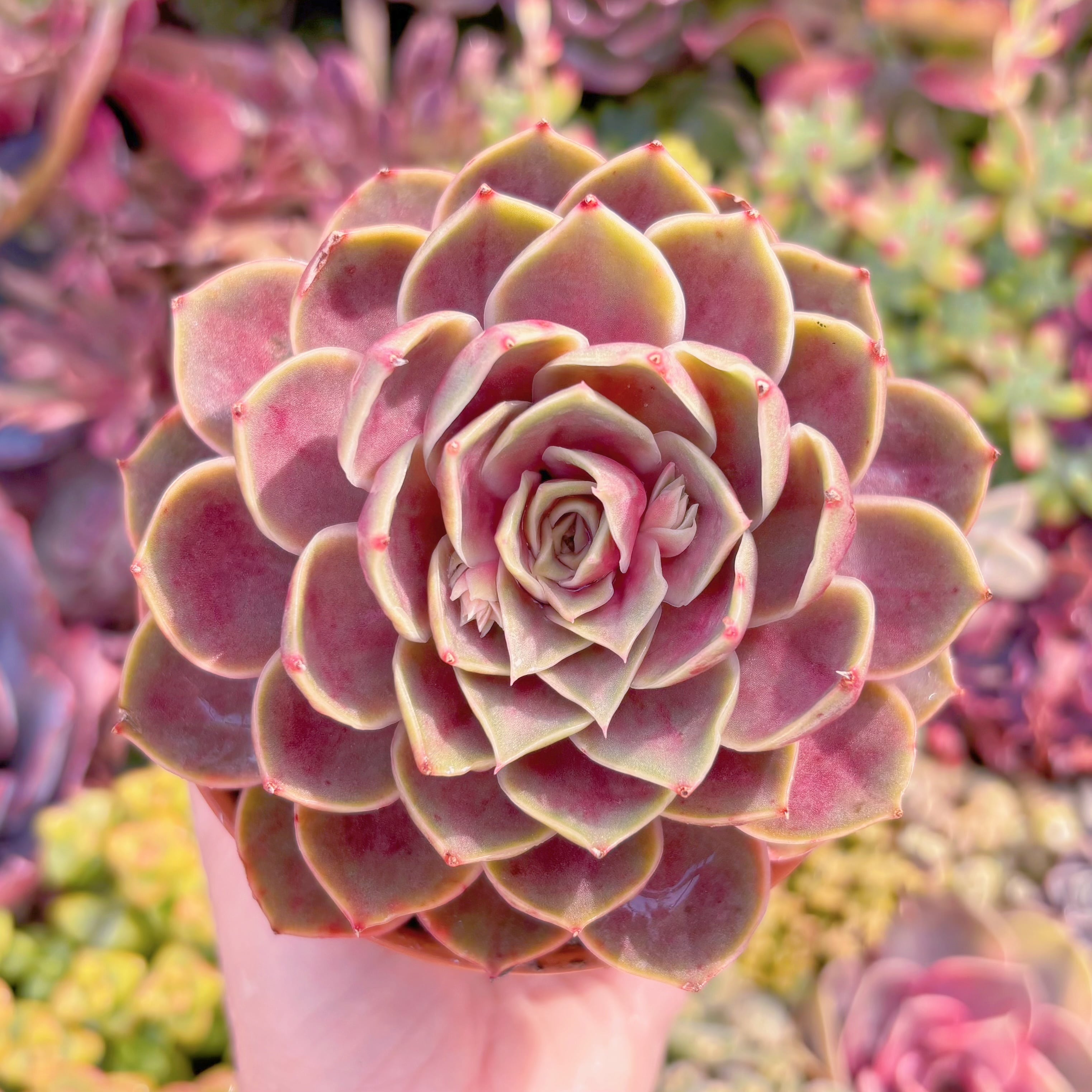 現品　ゴシックローズ#M230　大苗　るる農園